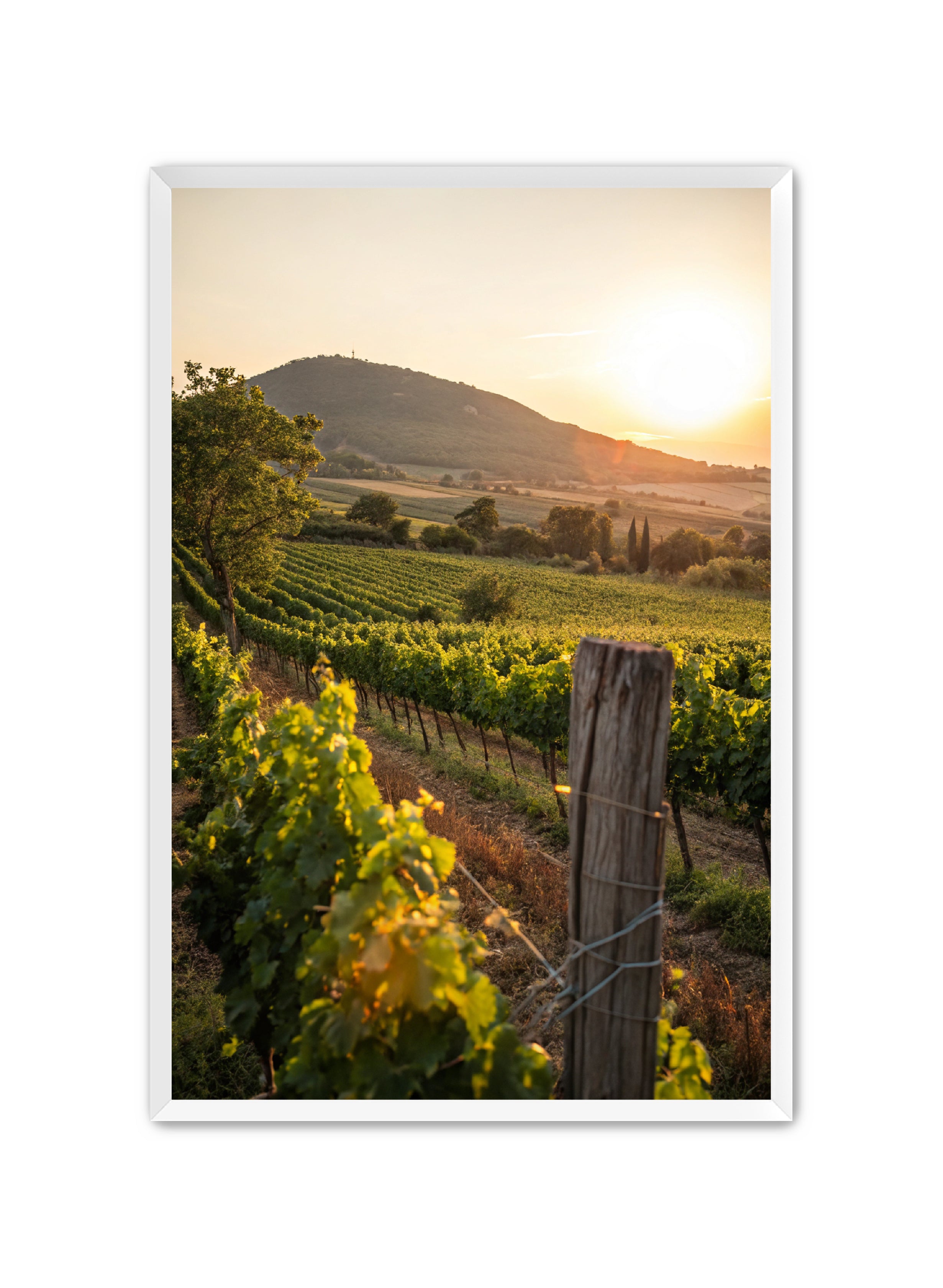 Apricus Prints 'Vines on the Vineyard' Apricus Art Collection