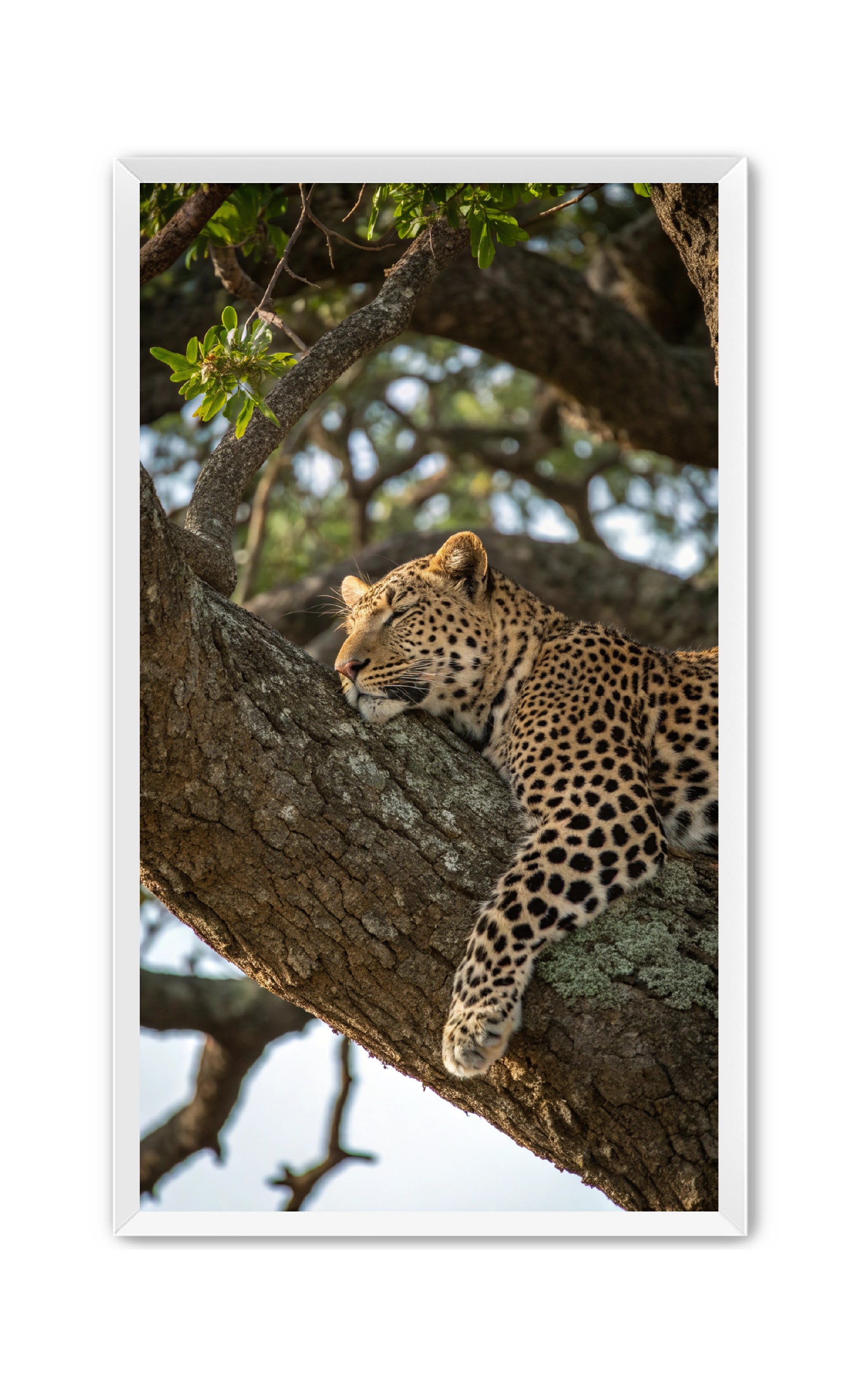 Apricus Prints 'Nap Time' Apricus Art Collection