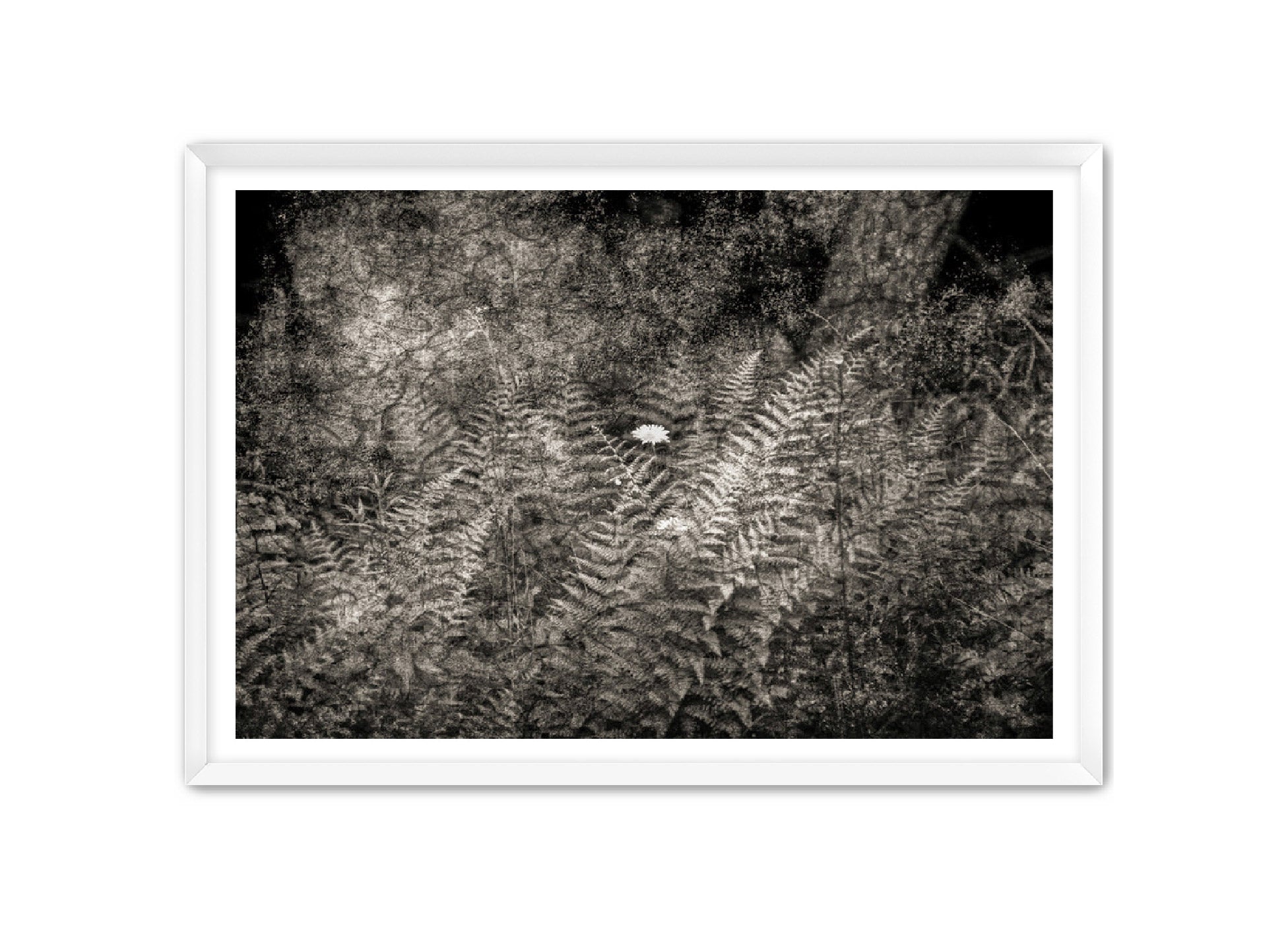 PhotoArt Prints 'FERNS' Danielle Neumann Kelly