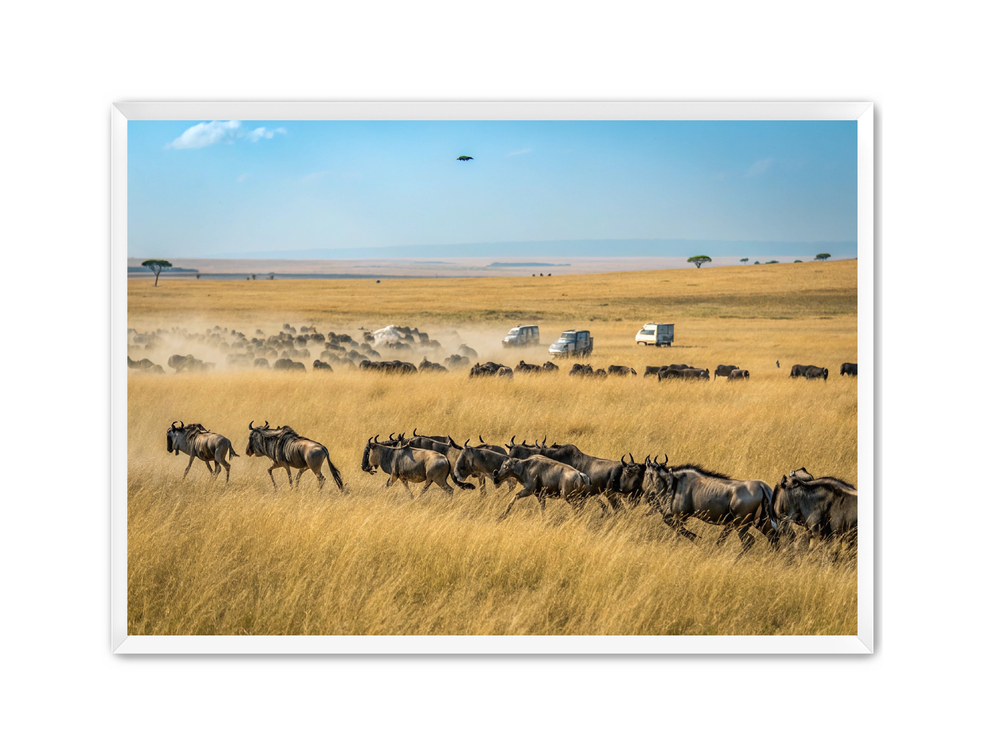 Apricus Prints 'Serengeti Stampede' Apricus Art Collection