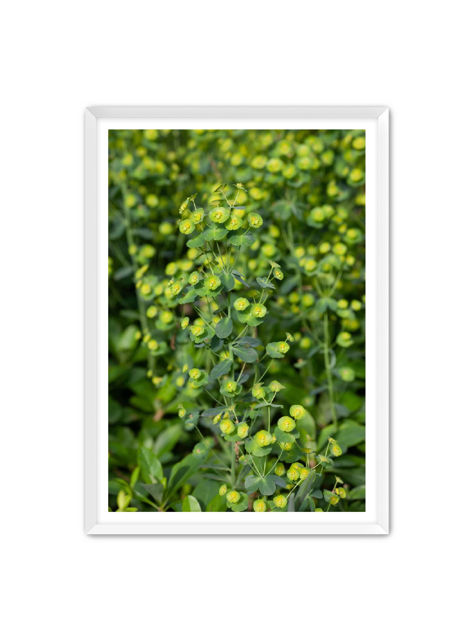 PhotoArt Prints 'GREENERY' Danielle Neumann Kelly