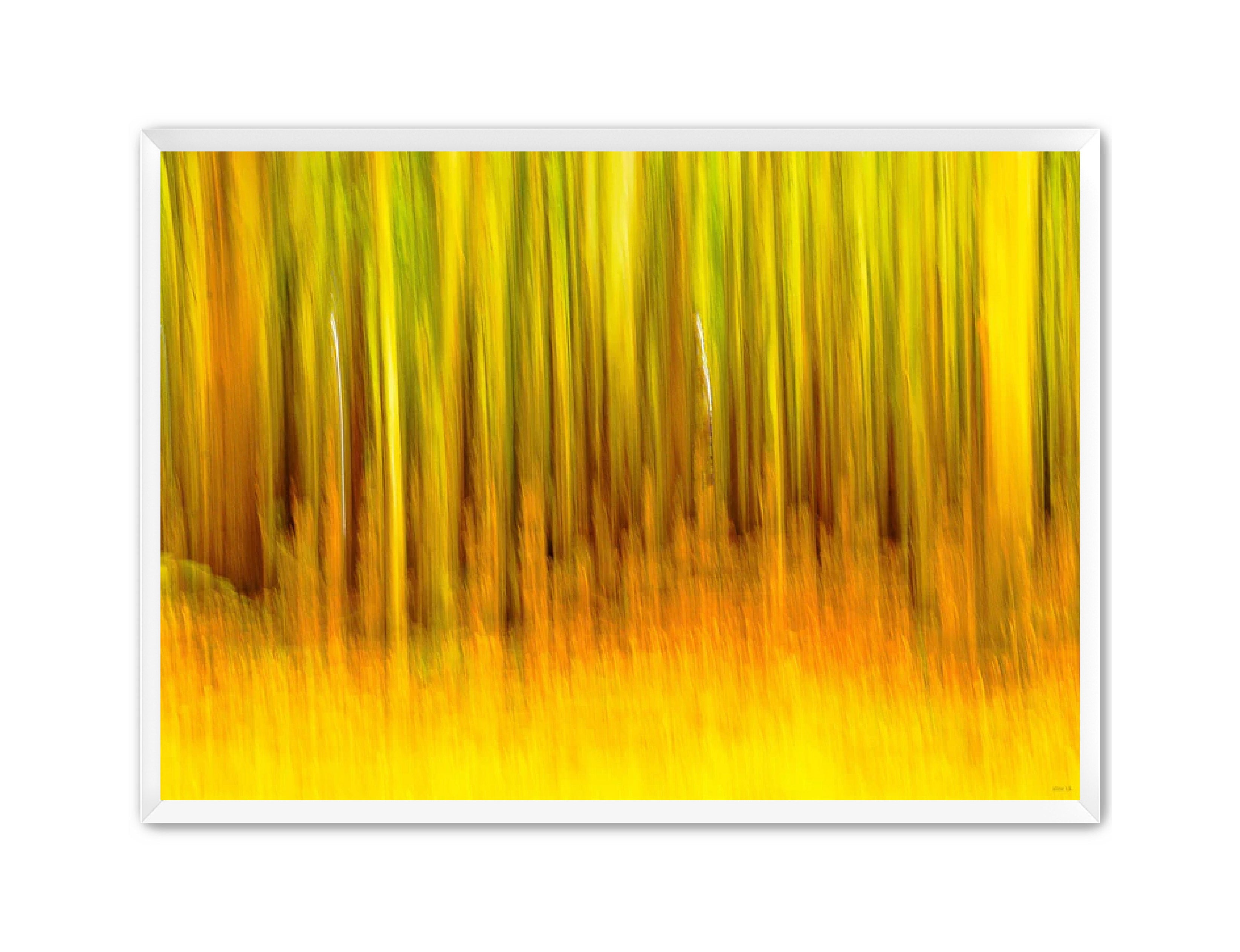 Abstract Photography Prints 'The forest' Aline Karagozlu