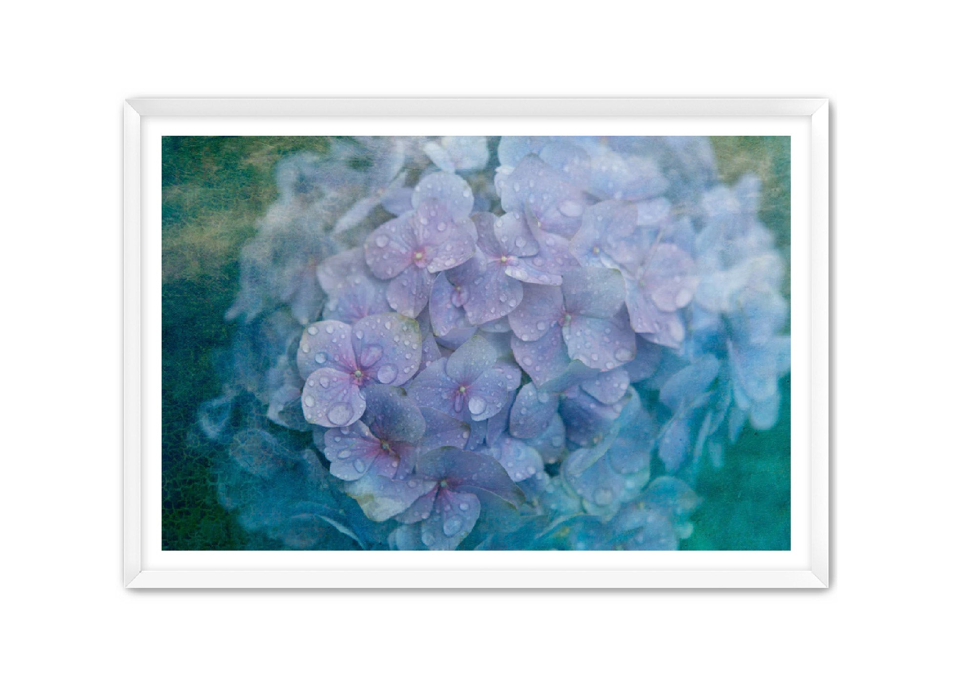 PhotoArt Prints 'HYDRANGEA' Danielle Neumann Kelly