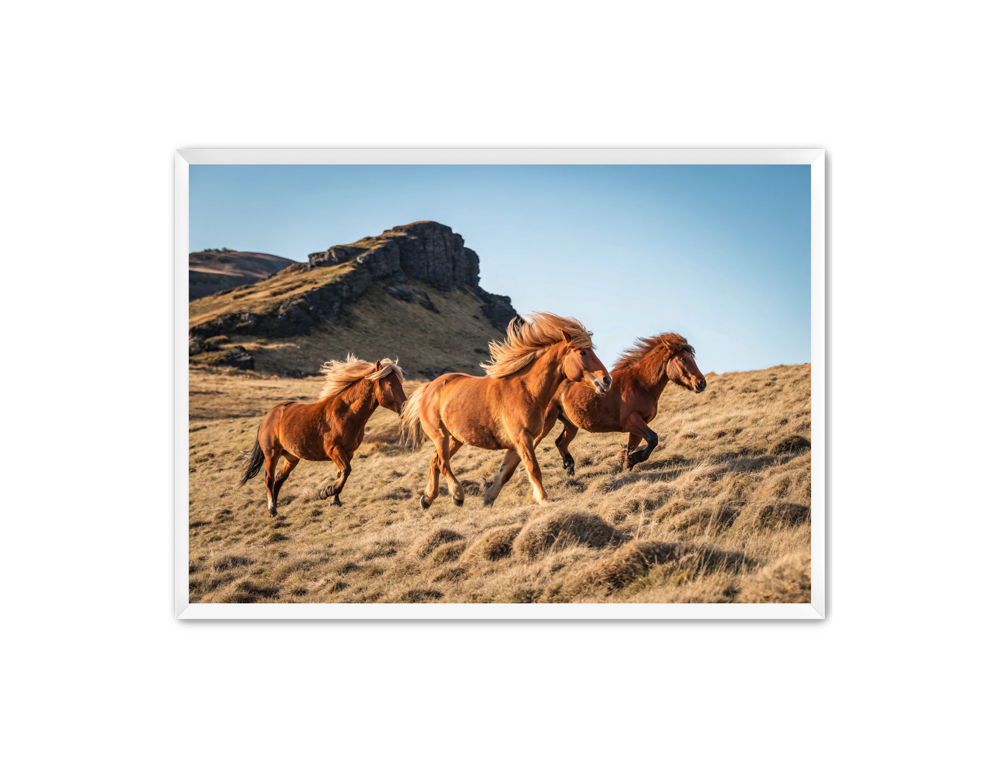 Apricus Prints Vaquero 'Wild Ponies' Apricus Art Collection