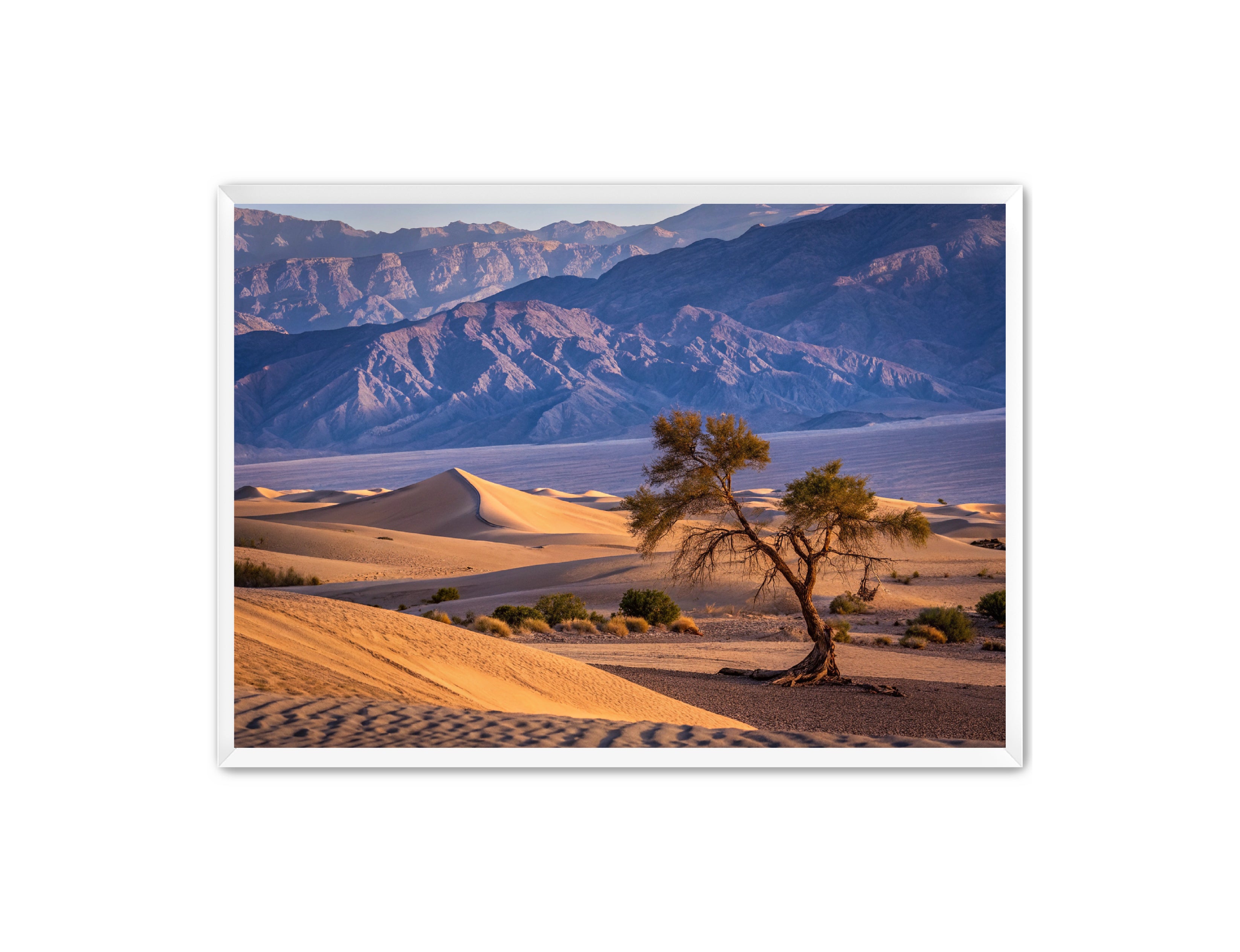 Apricus Prints 'Alone in the Desert' Apricus Art Collection