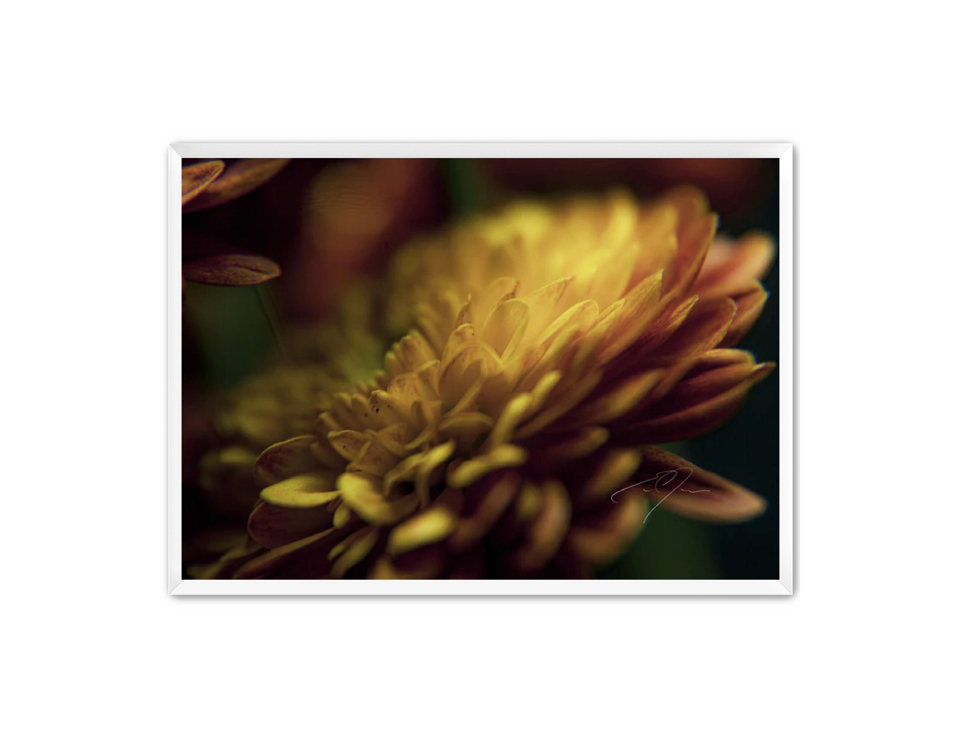 Art Contemporary Photography Prints 'Petal's Glow' Eric C. Jackson Studio