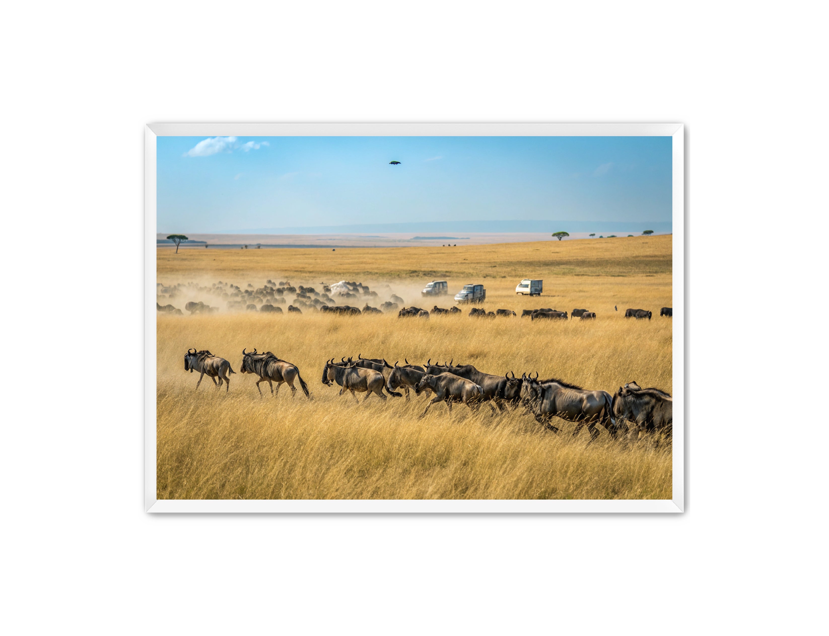 Apricus Prints 'Serengeti Stampede' Apricus Art Collection