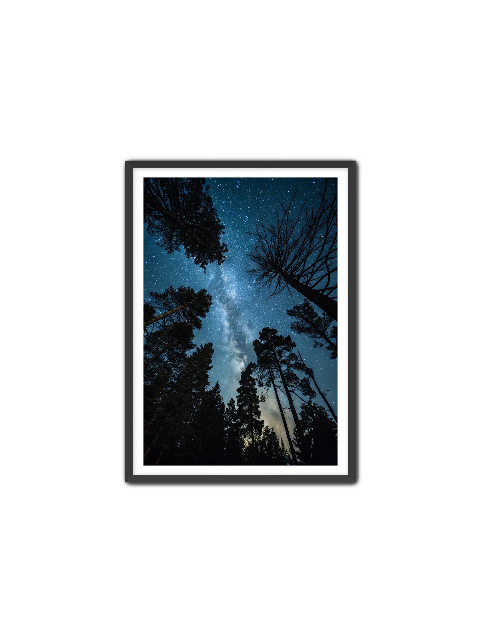 Apricus Prints 'Peace Beneath The Canopy' Apricus Art Collection