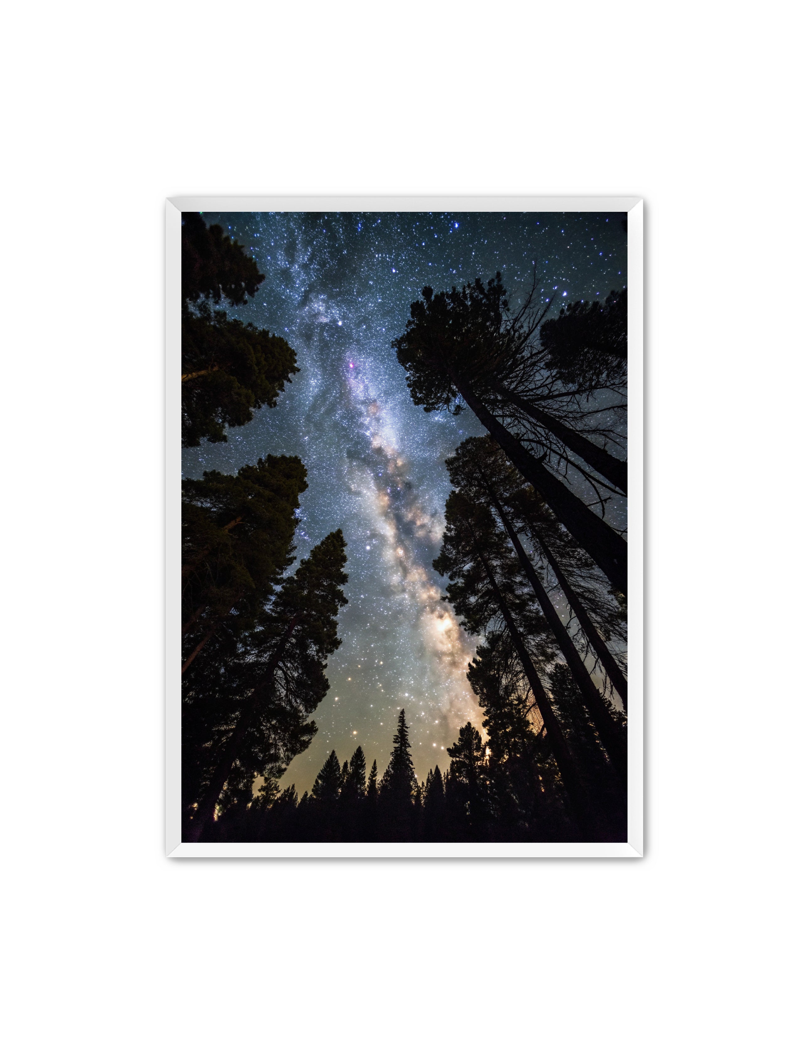 Apricus Prints 'Canopy of Eternity' Apricus Art Collection