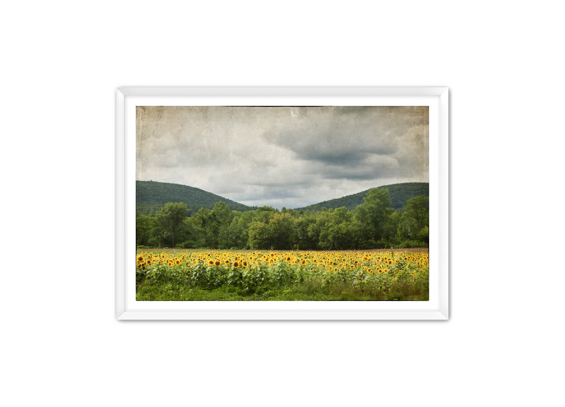 PhotoArt Prints 'SUNFLOWERS' Danielle Neumann Kelly