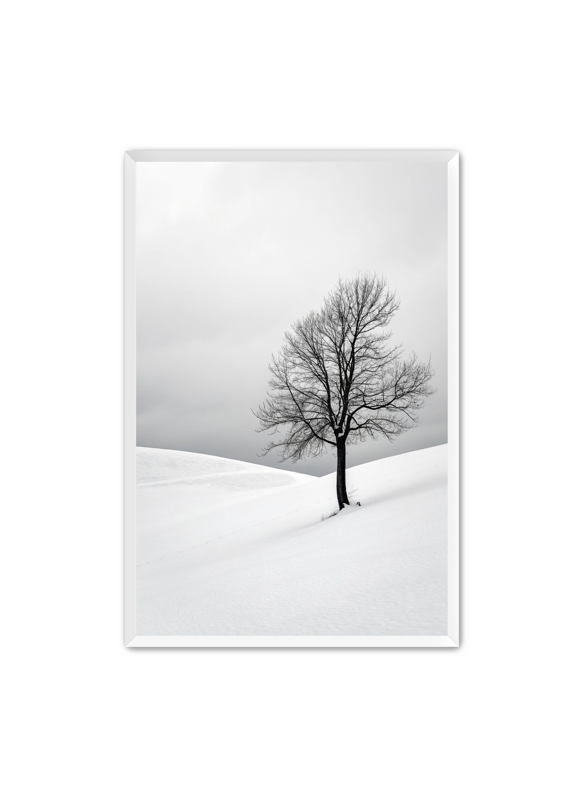 Apricus Prints 'Winter Whisper' Apricus Art Collection