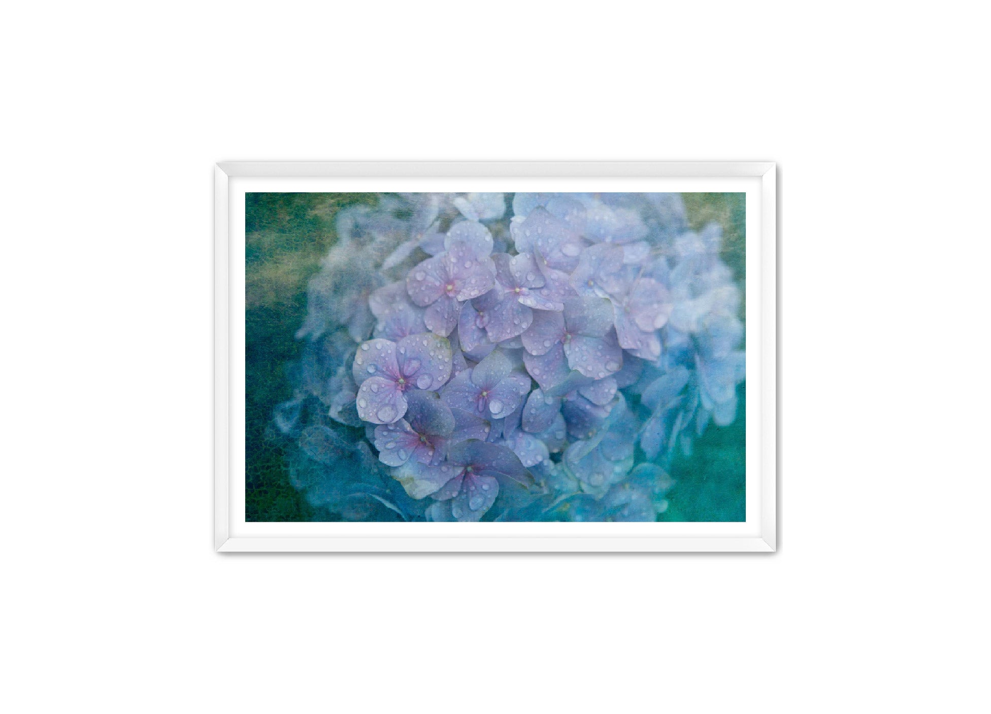 PhotoArt Prints 'HYDRANGEA' Danielle Neumann Kelly