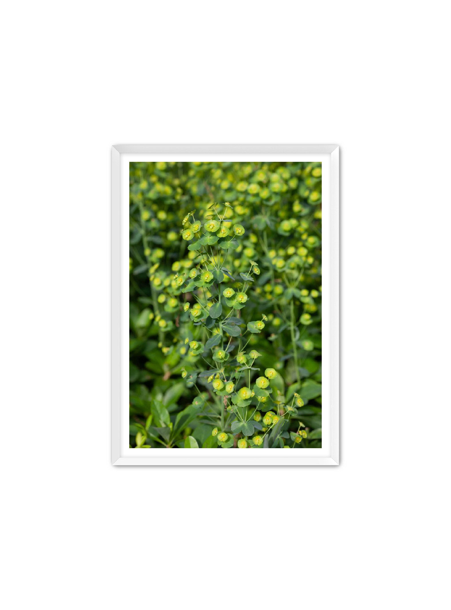 PhotoArt Prints 'GREENERY' Danielle Neumann Kelly