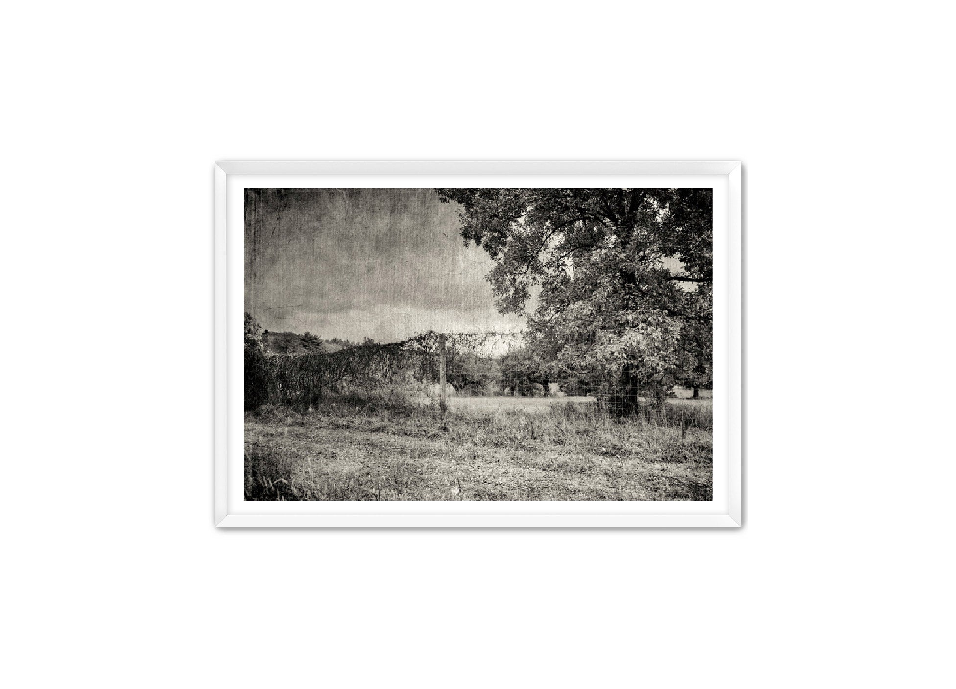 PhotoArt Prints 'ORCHARD B/W' Danielle Neumann Kelly