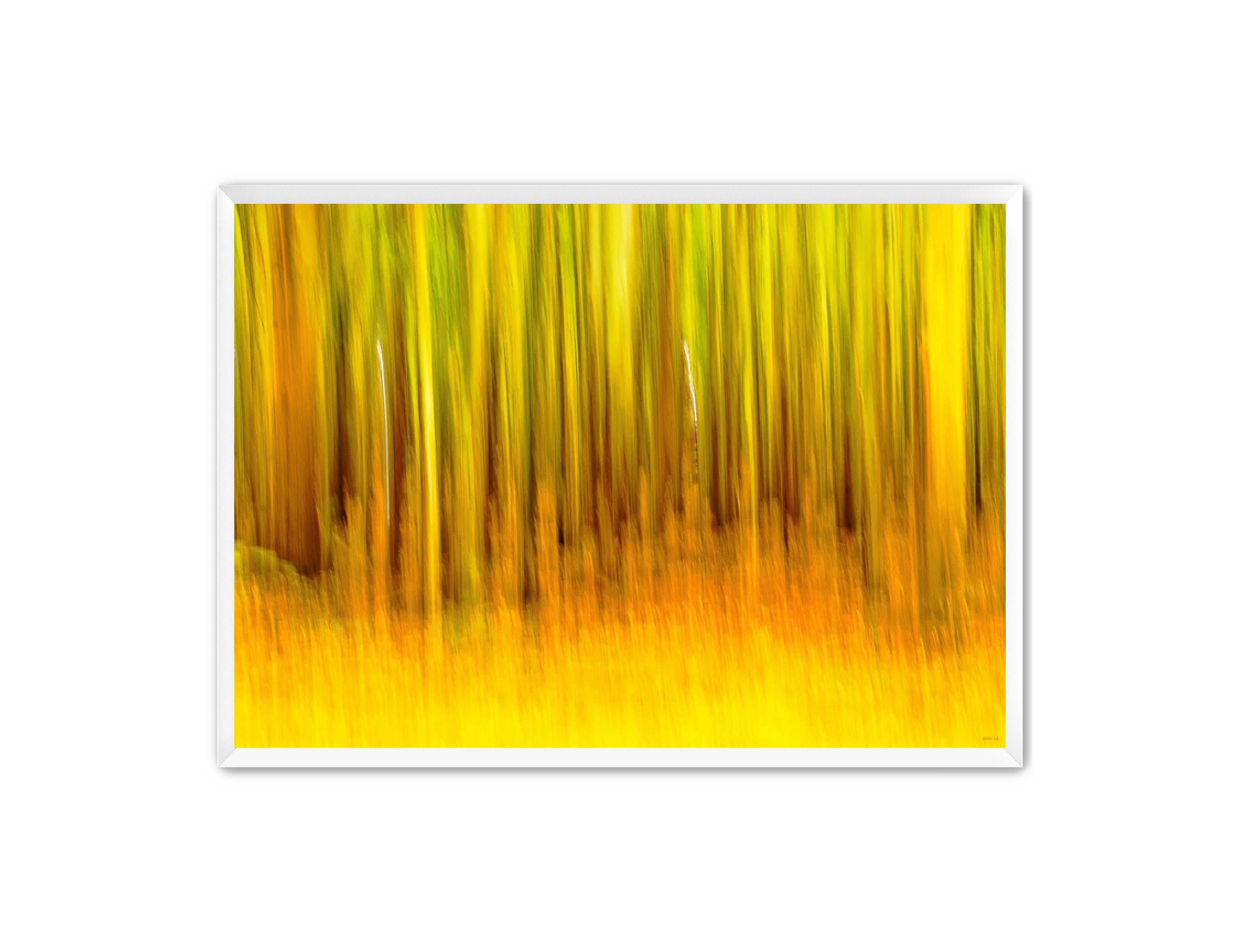 Abstract Photography Prints 'The forest' Aline Karagozlu