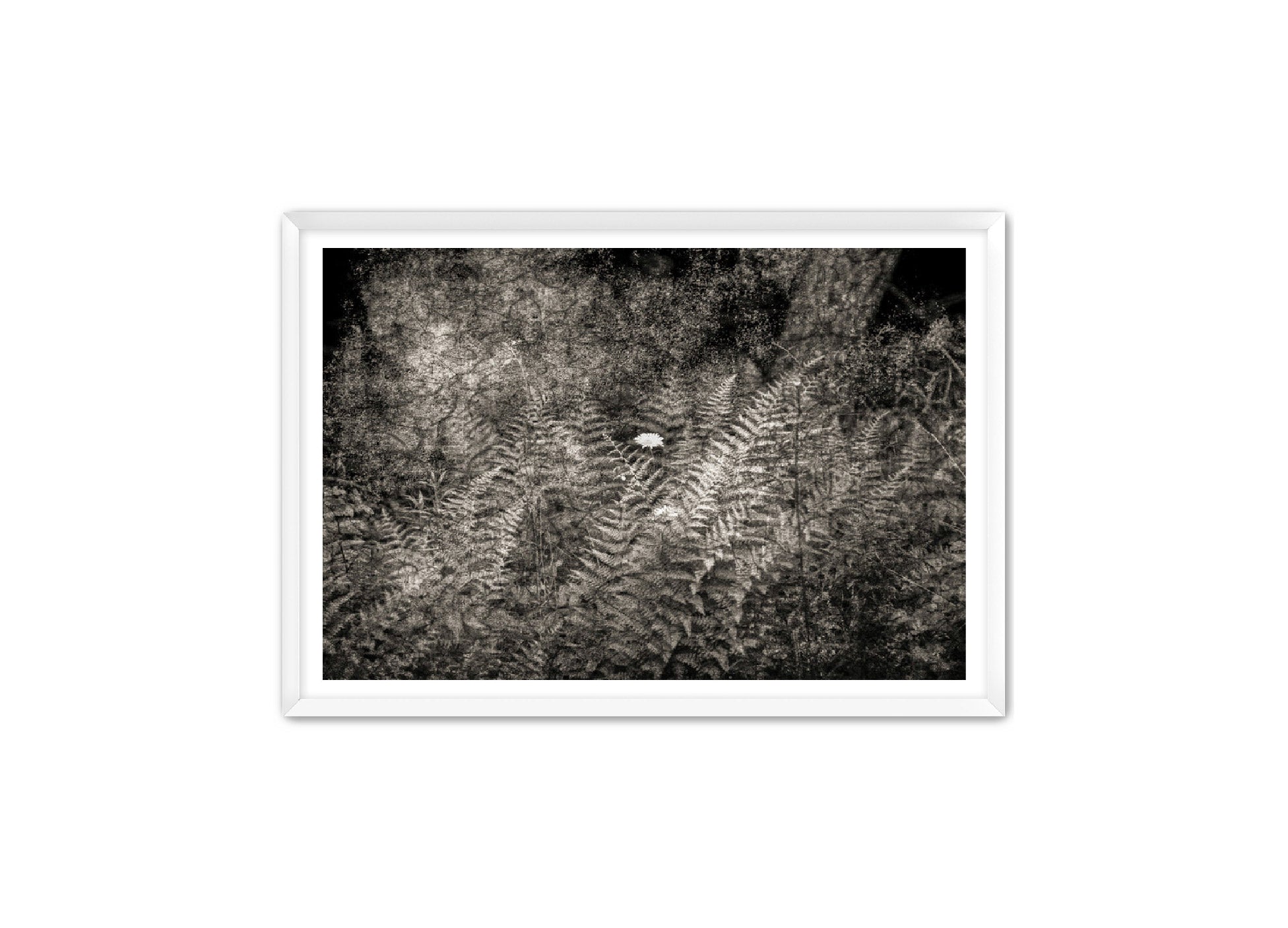 PhotoArt Prints 'FERNS' Danielle Neumann Kelly