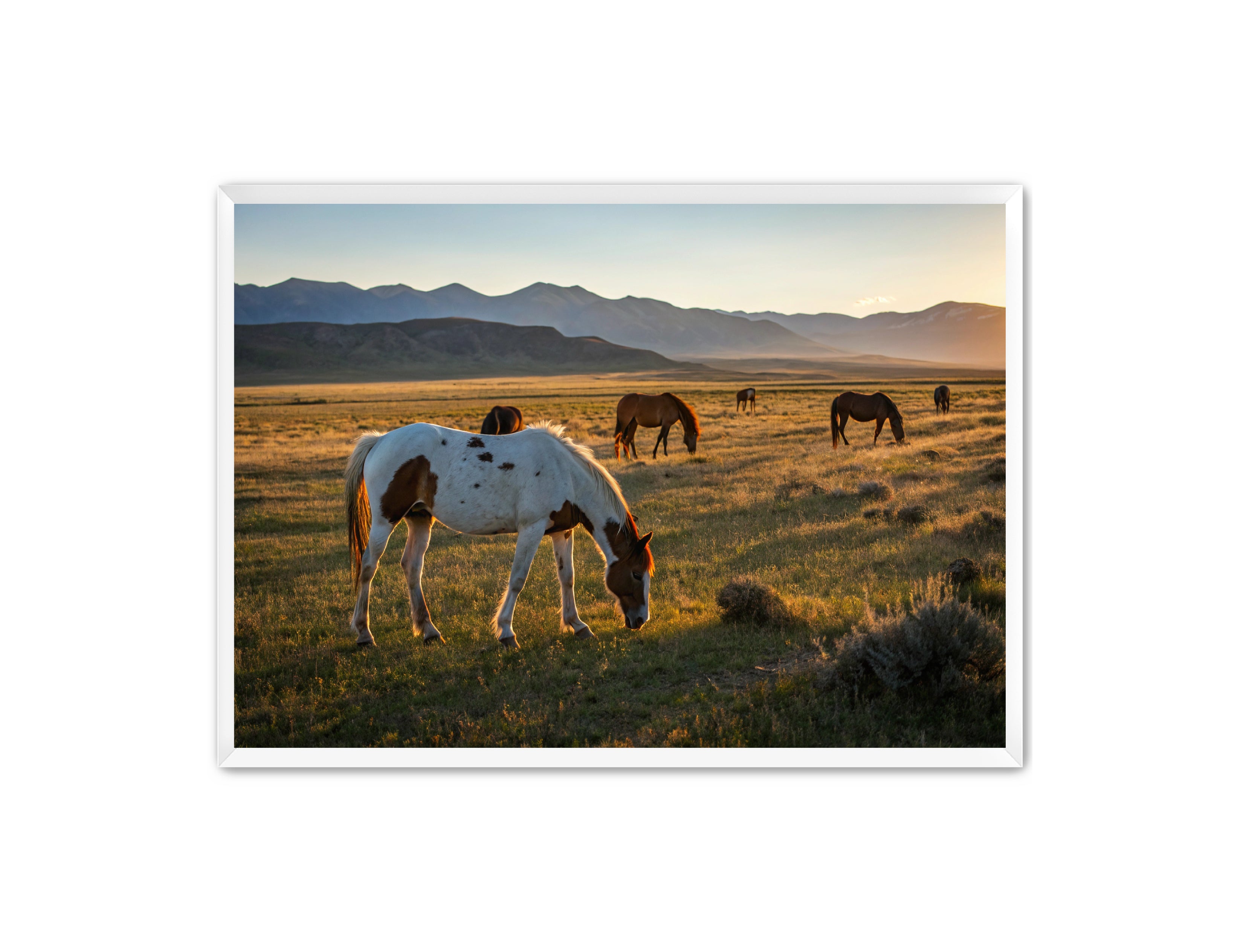 Apricus Prints Vaquero 'Evening Grazing' Apricus Art Collection