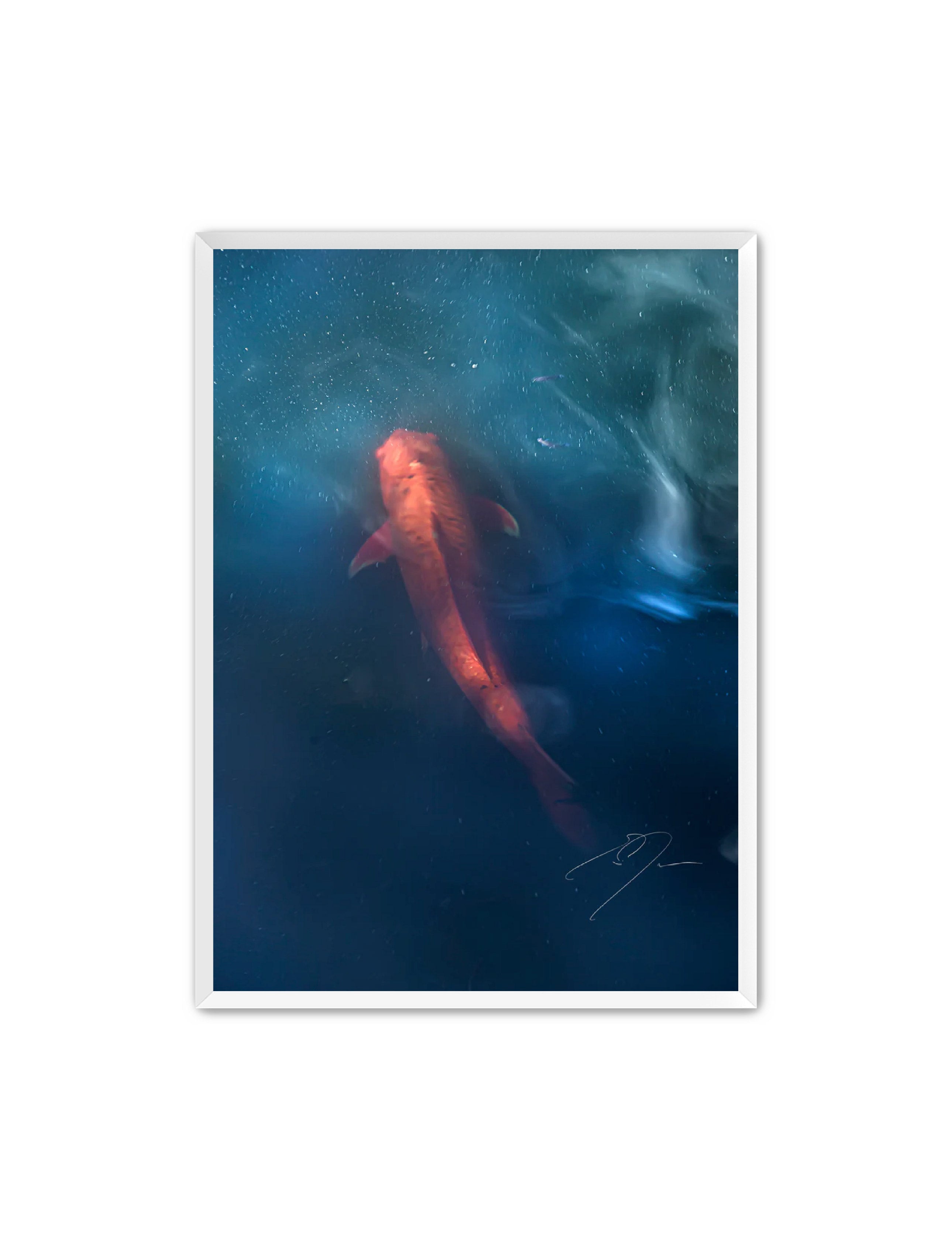 Art Contemporary Photography Prints 'KOI' - Photography Eric C. Jackson Studio