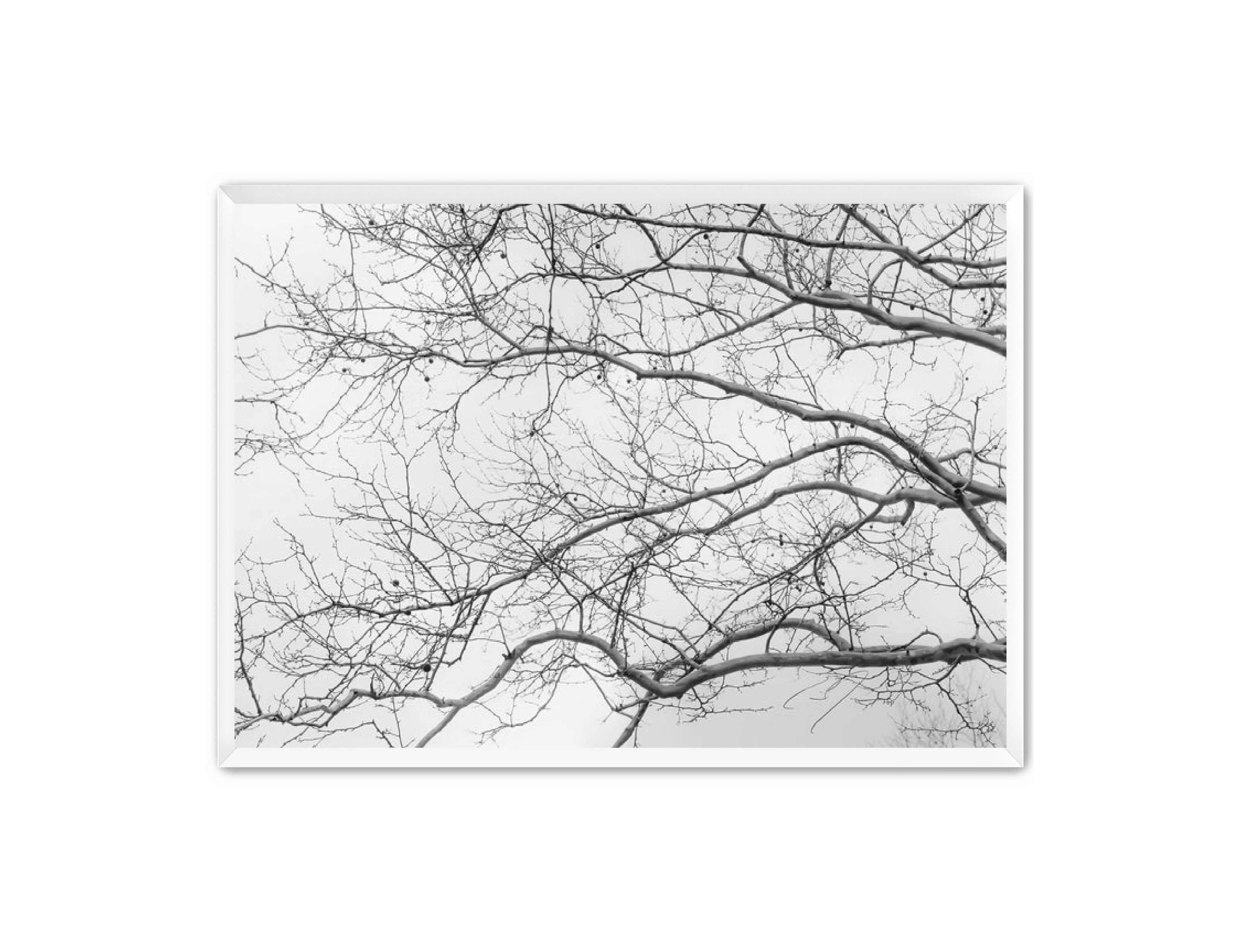 Art Contemporary Photography Prints 'Intertwined' Eric C. Jackson Studio