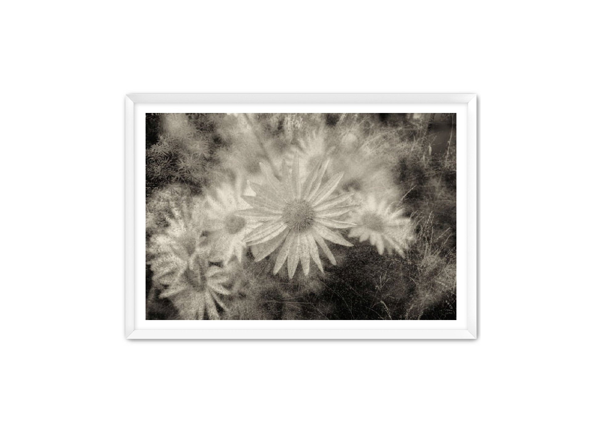 PhotoArt Prints 'DAISYS' Danielle Neumann Kelly