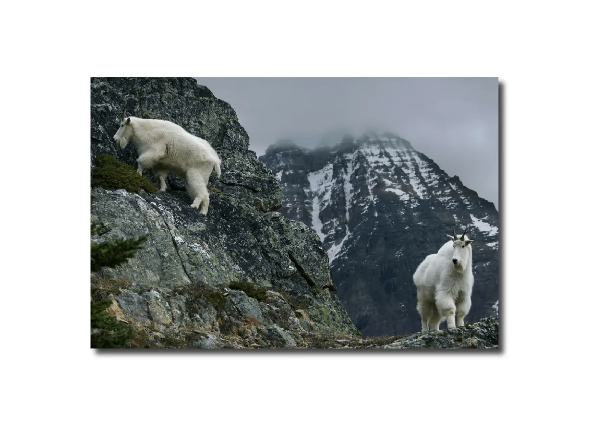 Photography Mountain Goats, near Lake Victoria, Yoho National Park, Canada Peter Essick