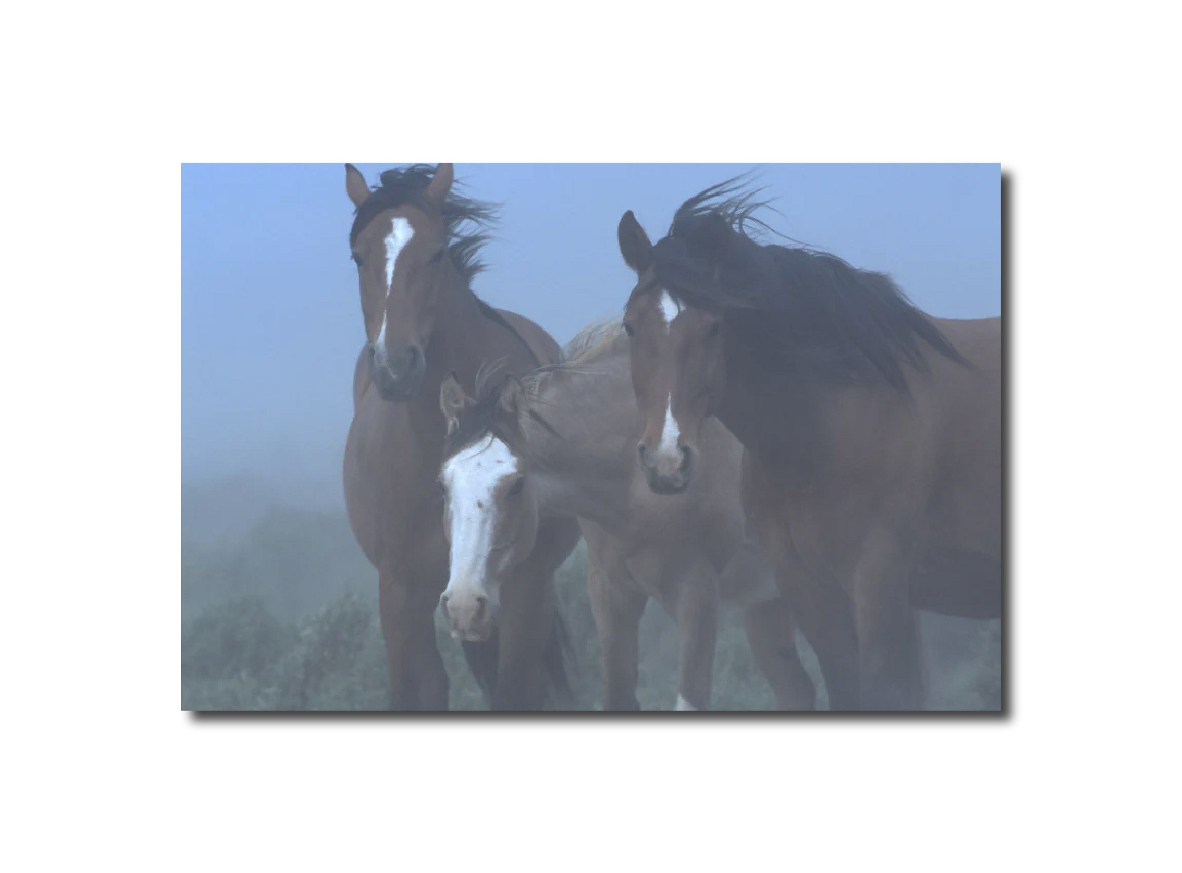 Landscape Photography Wild Horses in blowing dust, Patagonia, Argentina Peter Essick