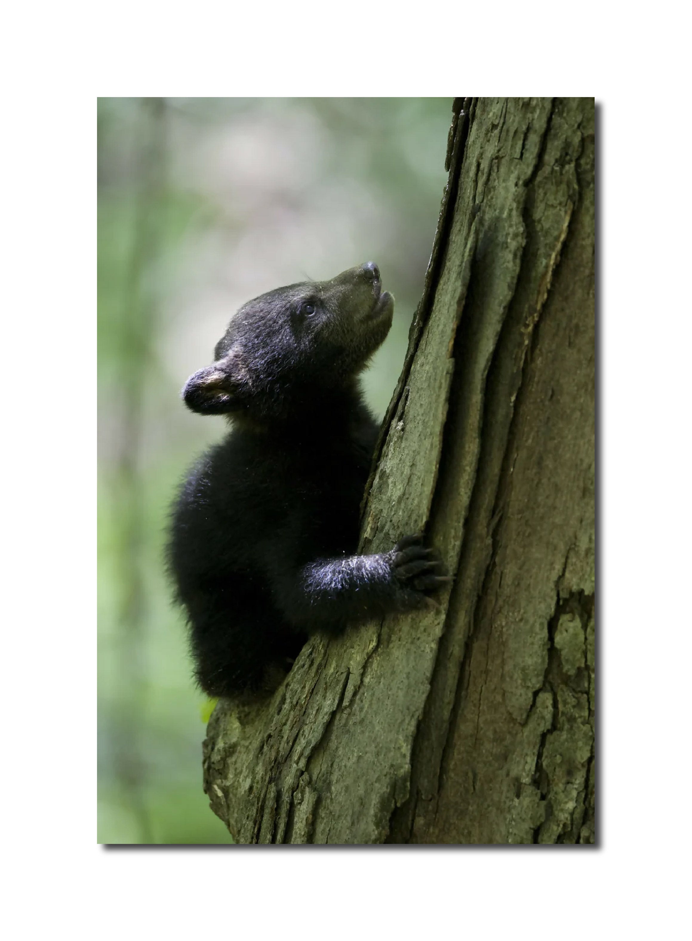 Photography Three-month-old Black bear cub in Halls Hallow, Ozark Highlands Trail, Arkansas. Peter Essick