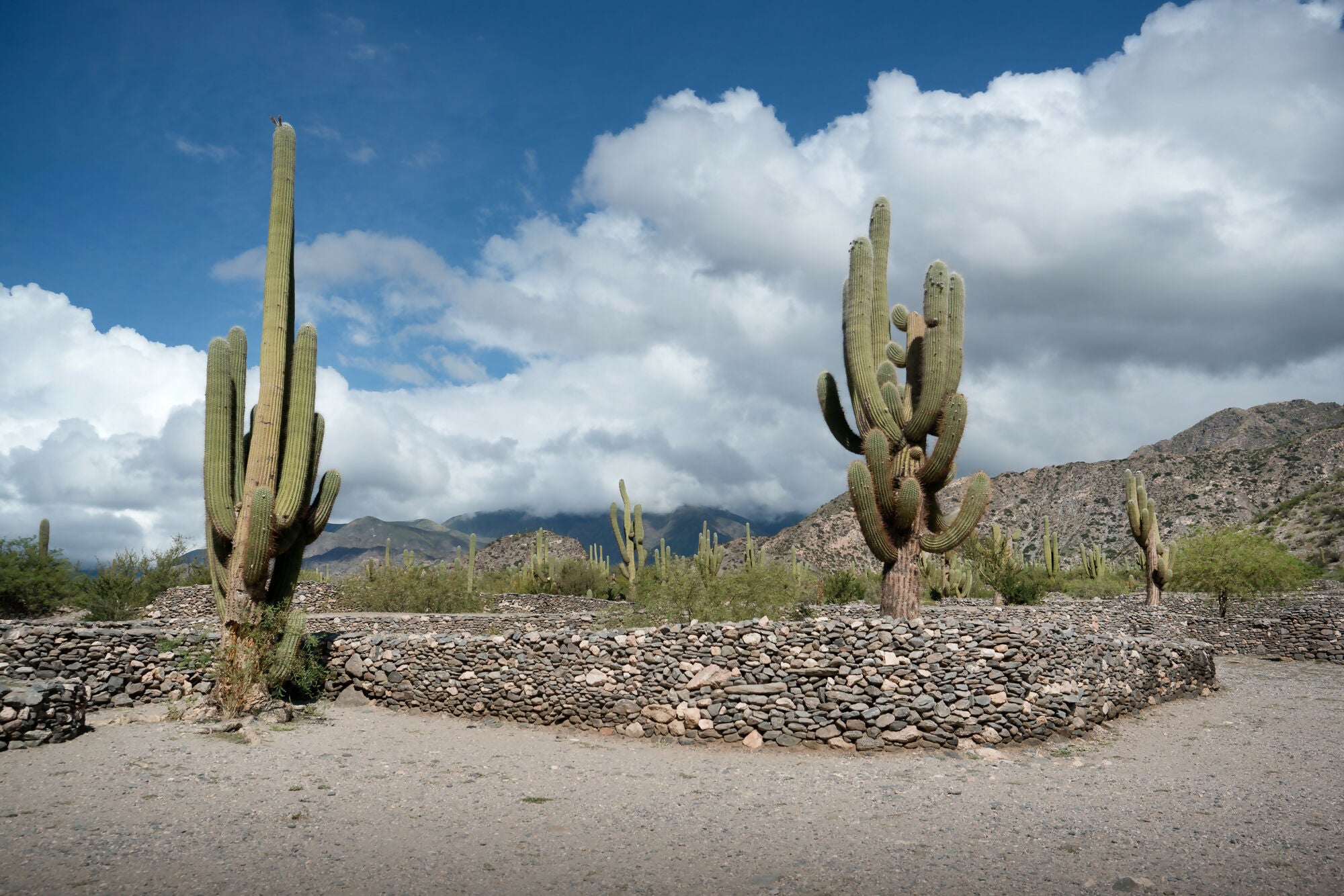 Landscape Photography Prints 'Cactus on the way' Aline Karagozlu