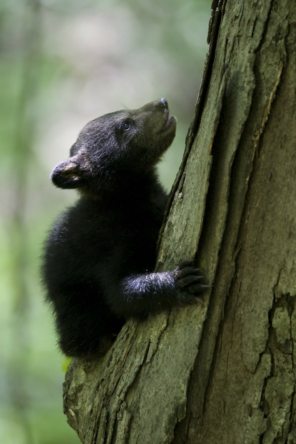 Photography Three-month-old Black bear cub in Halls Hallow, Ozark Highlands Trail, Arkansas. Peter Essick