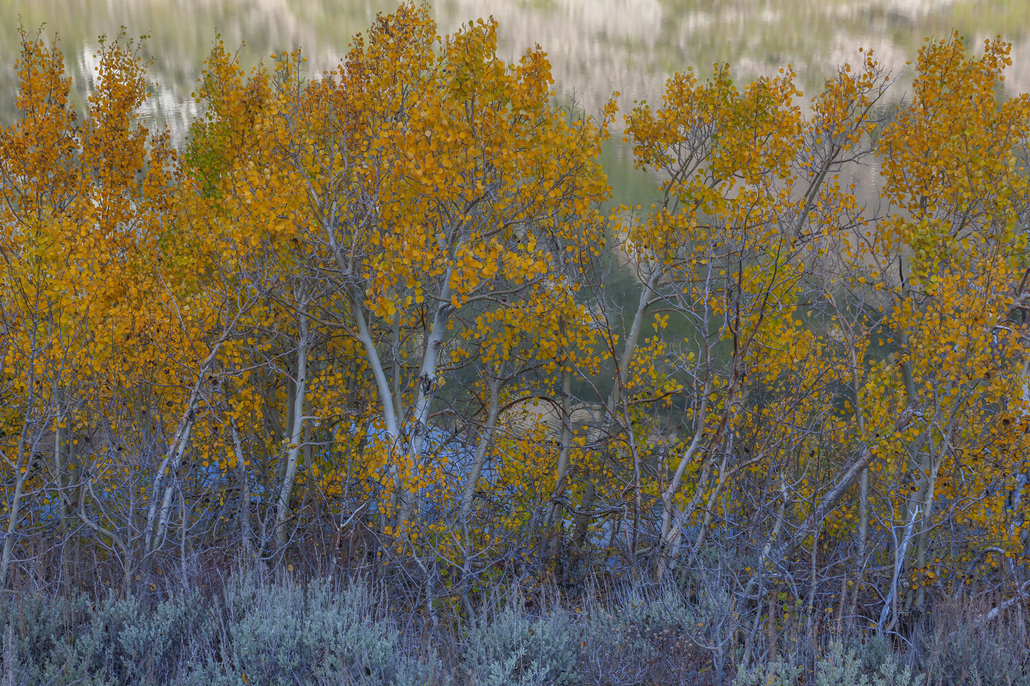 Landscape Photography Fall colors, Parker Lake, Ansel Adams Wilderness, California Peter Essick