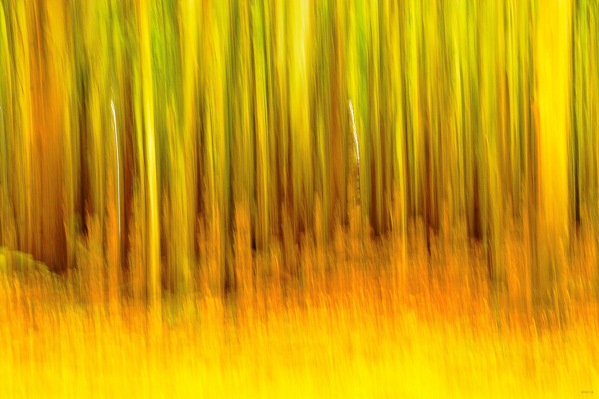 Abstract Photography Prints 'The forest' Aline Karagozlu