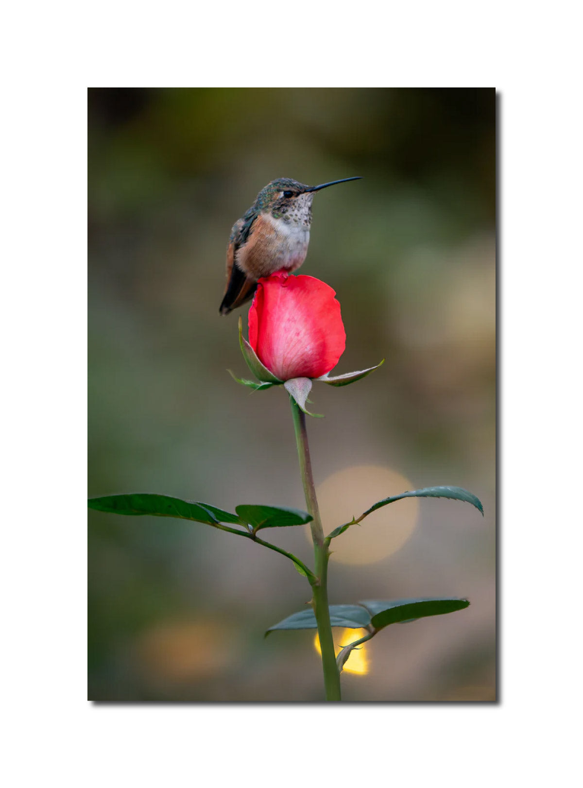 photography Hummingbird on Rose melissaogara.photography