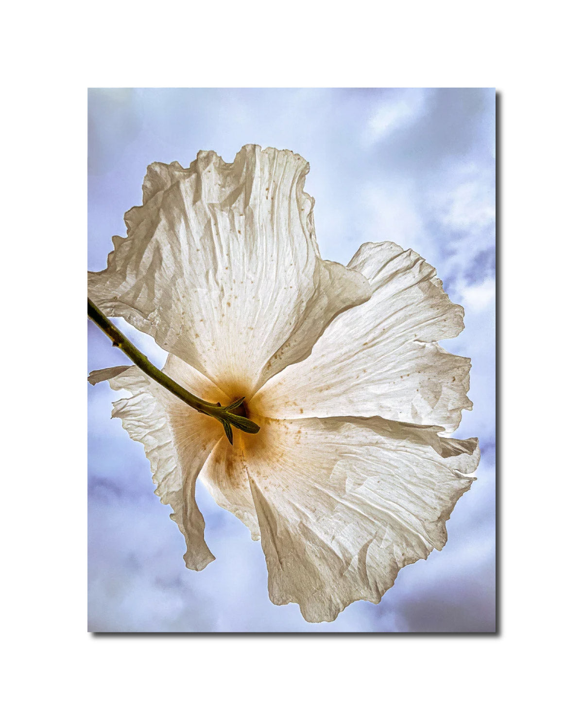 Photography Matilija Poppy melissaogara.photography