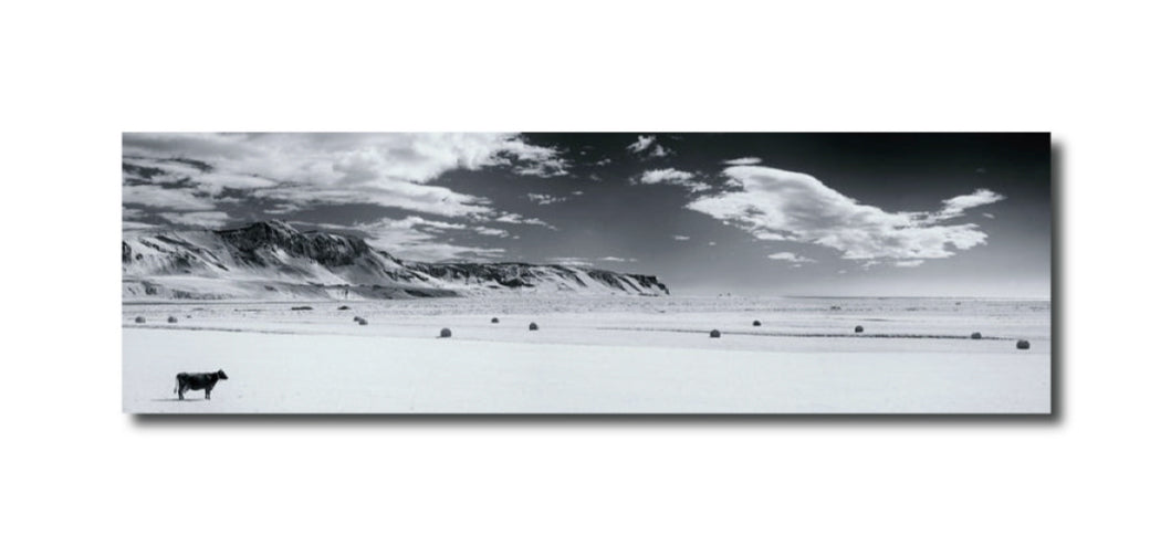 Photography One Cow, Thirteen Hay Bales, Iceland John Lehet