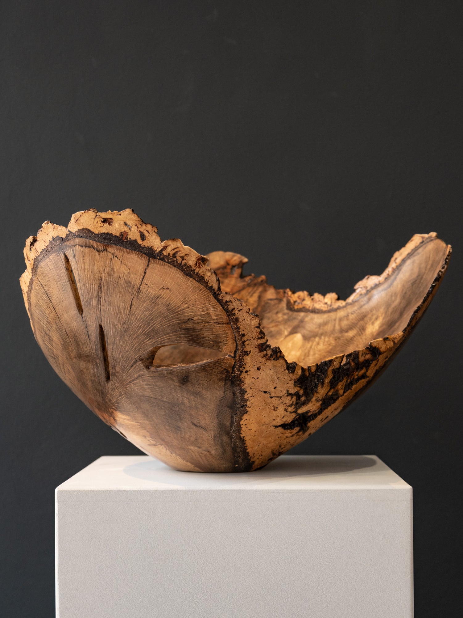 Natural Edge Sculpture wood 'CORK OAK' Rodney Band