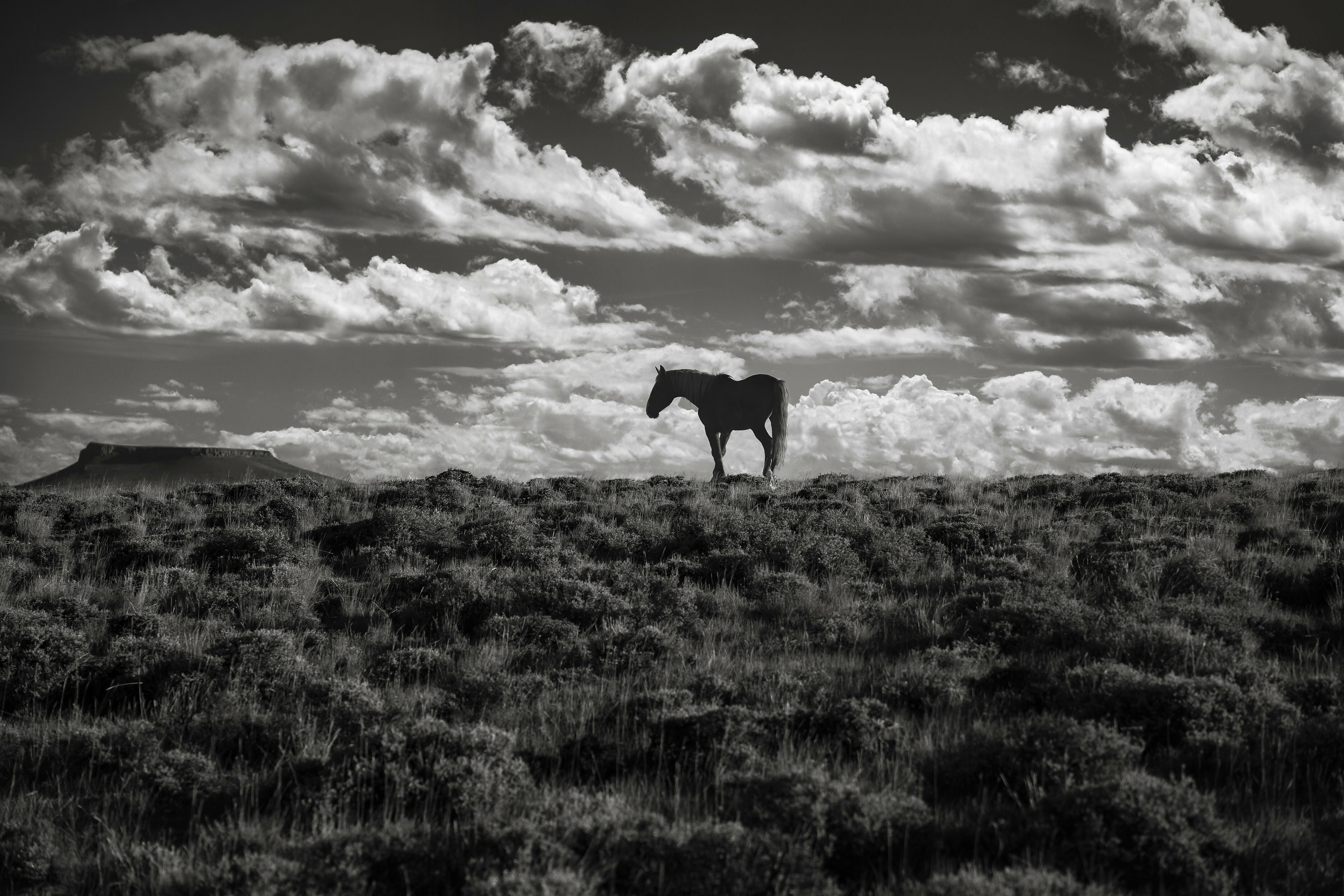 Photography Prints 'Open Range' Reed Decker