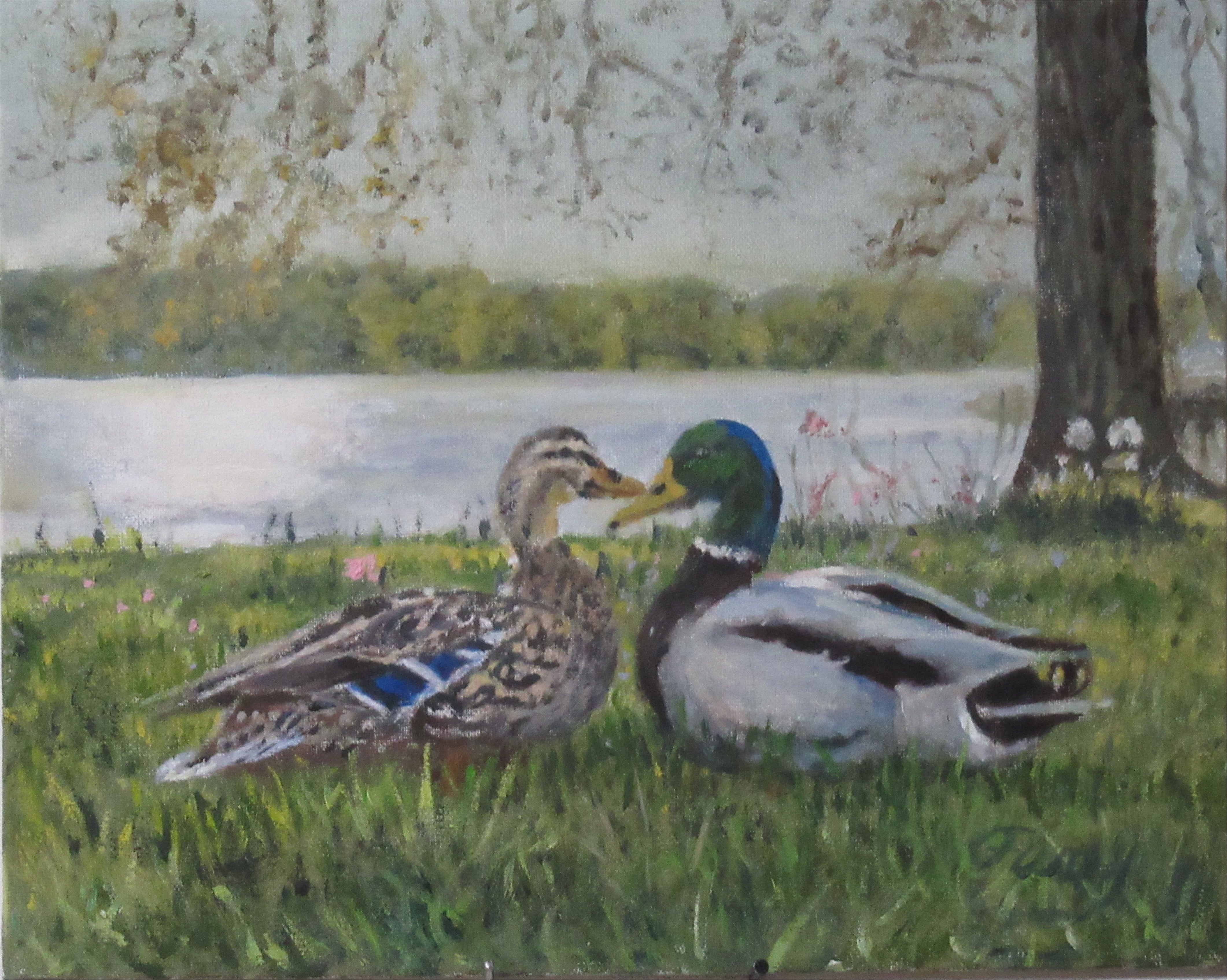 Duck Love Tom Furey