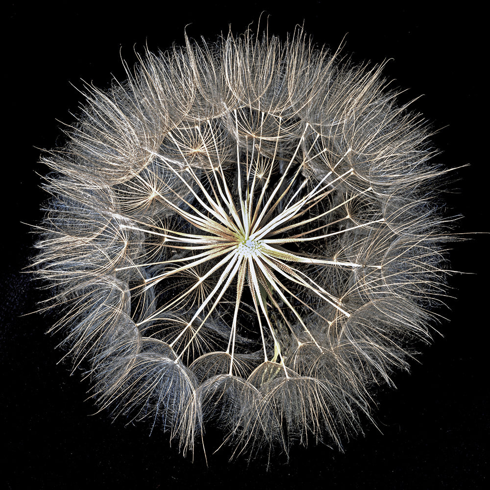 Botanical photography 'DANDELION -4599' - Digital Photo Allan Baillie