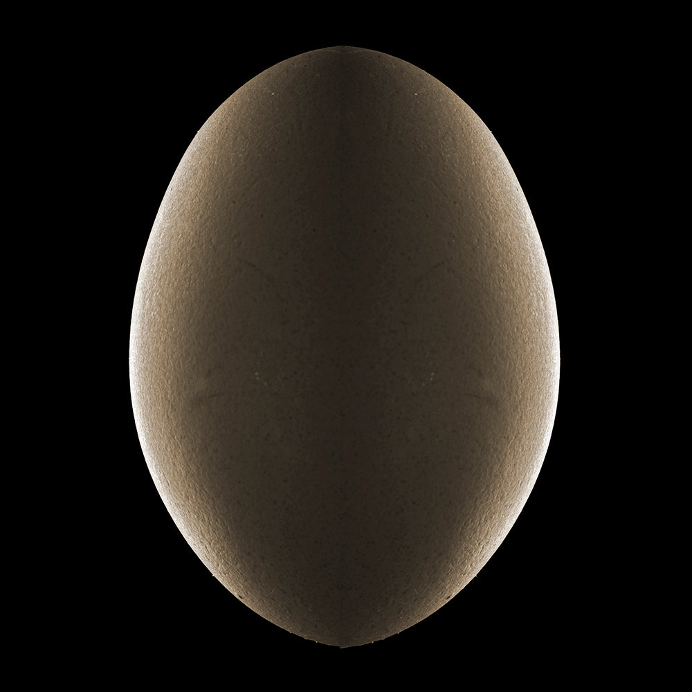 Food photography 'EGG #1' - Digital Photo Allan Baillie