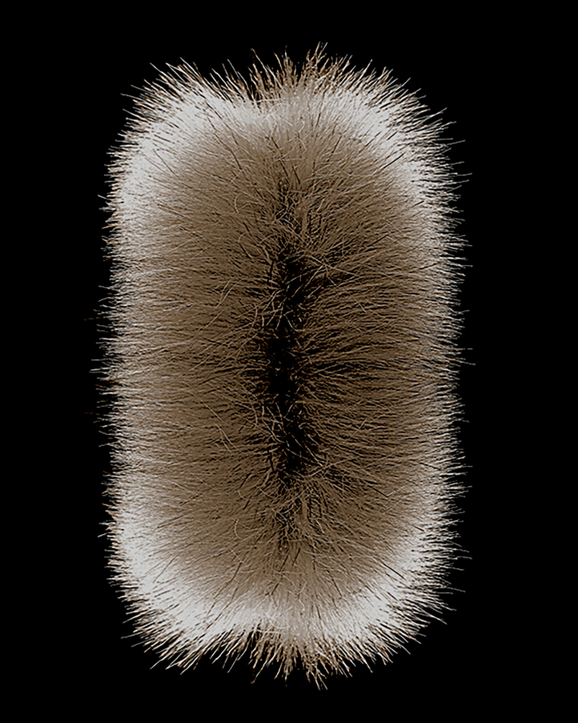 Botanical photography 'FUZZY TOP' - Digital Photo Allan Baillie