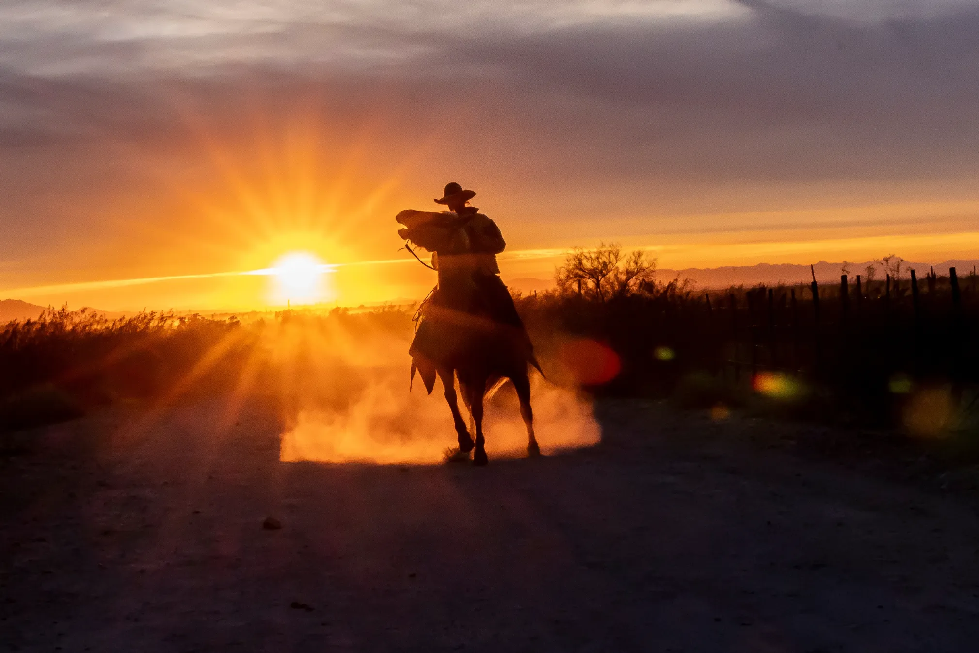 photography 'GOLD RIDER' Apricus Art Collection