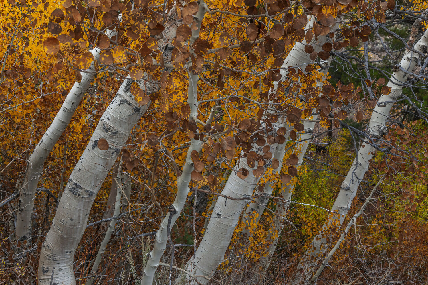 Landscape Photography Aspens, Parker Lake, Ansel Adams Wilderness, California Peter Essick