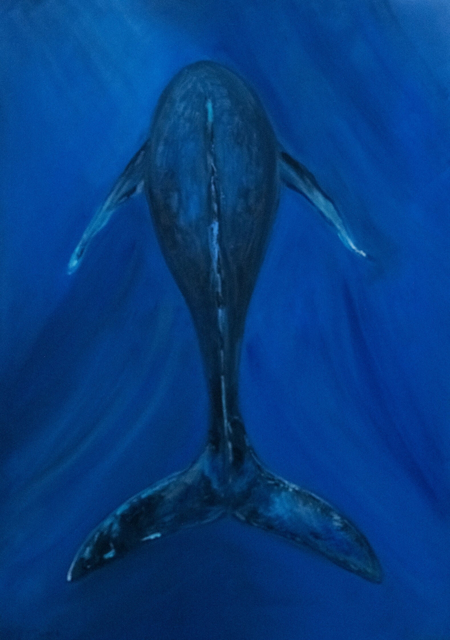 Figurative Whale Alina Odwyer