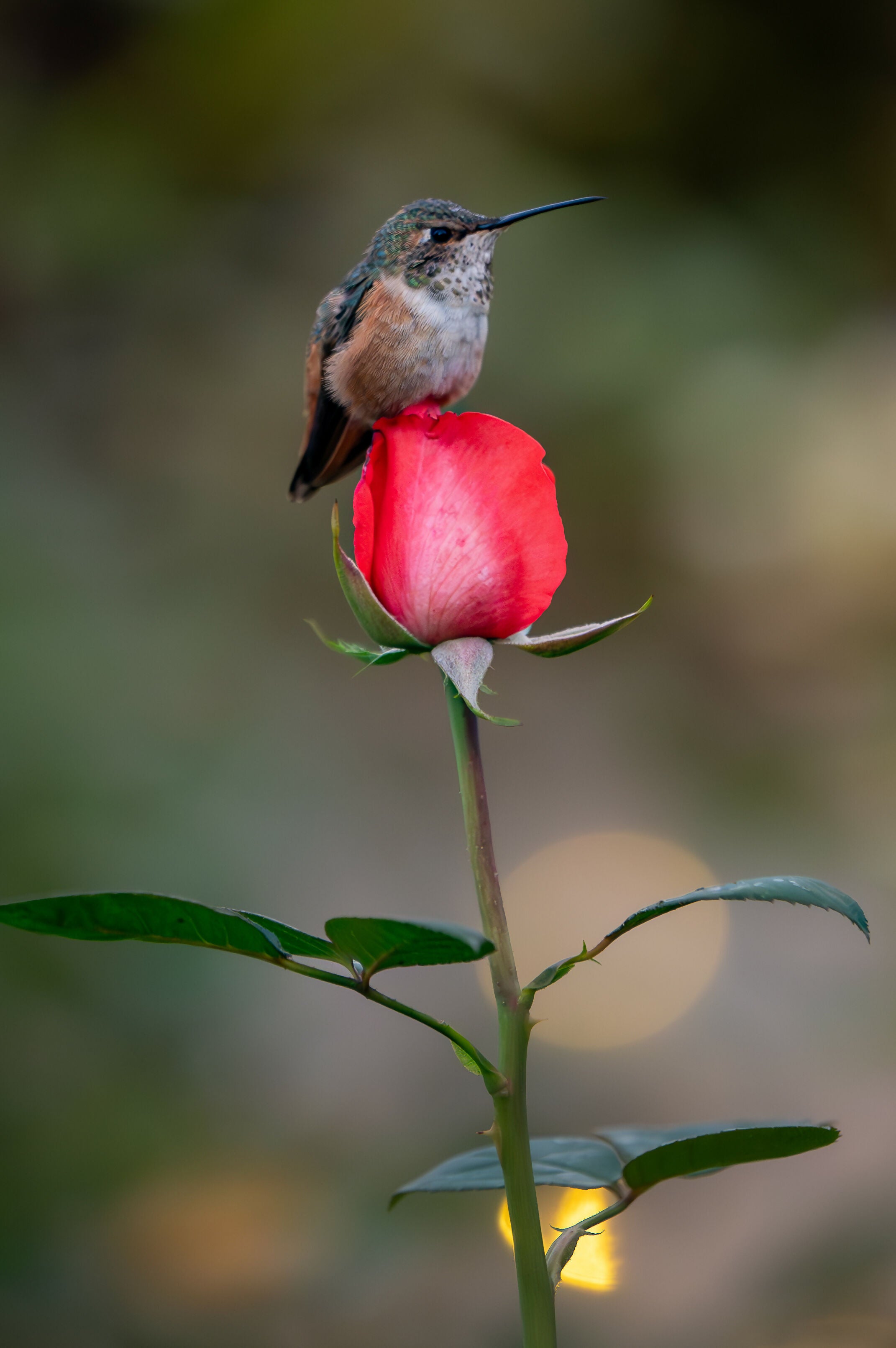 photography Hummingbird on Rose melissaogara.photography