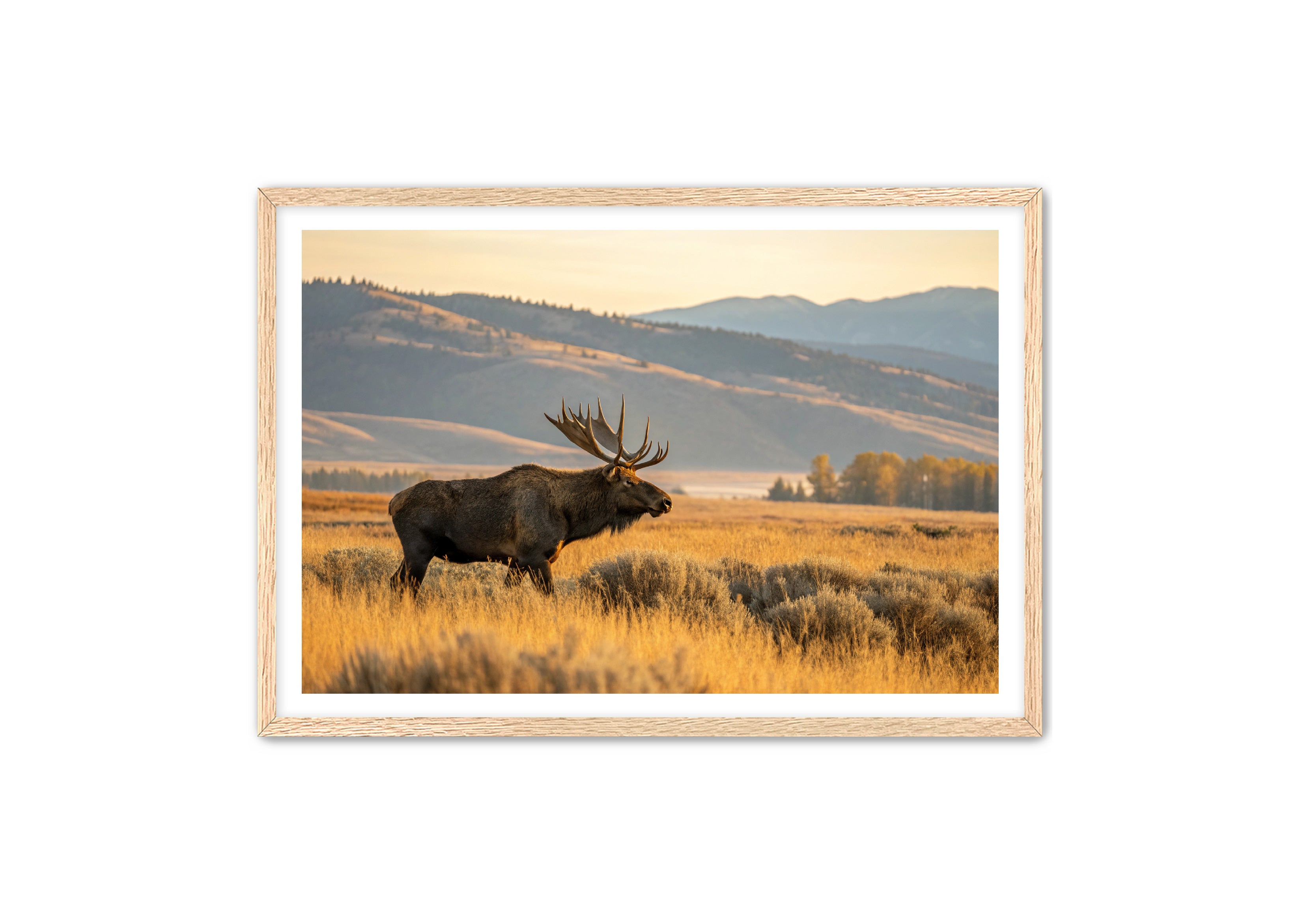 Apricus Prints 'Mountain King' Apricus Art Collection