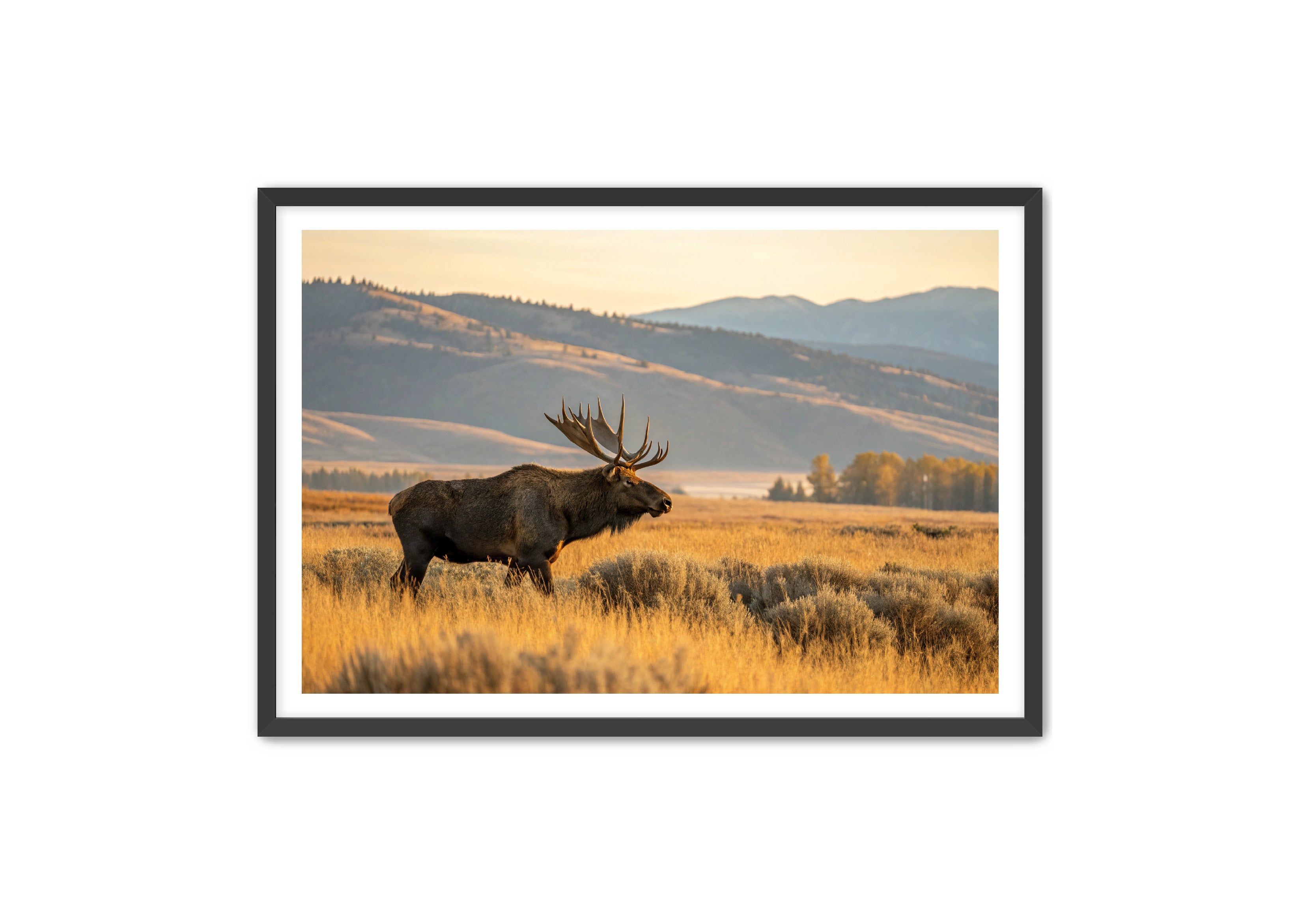 Apricus Prints 'Mountain King' Apricus Art Collection