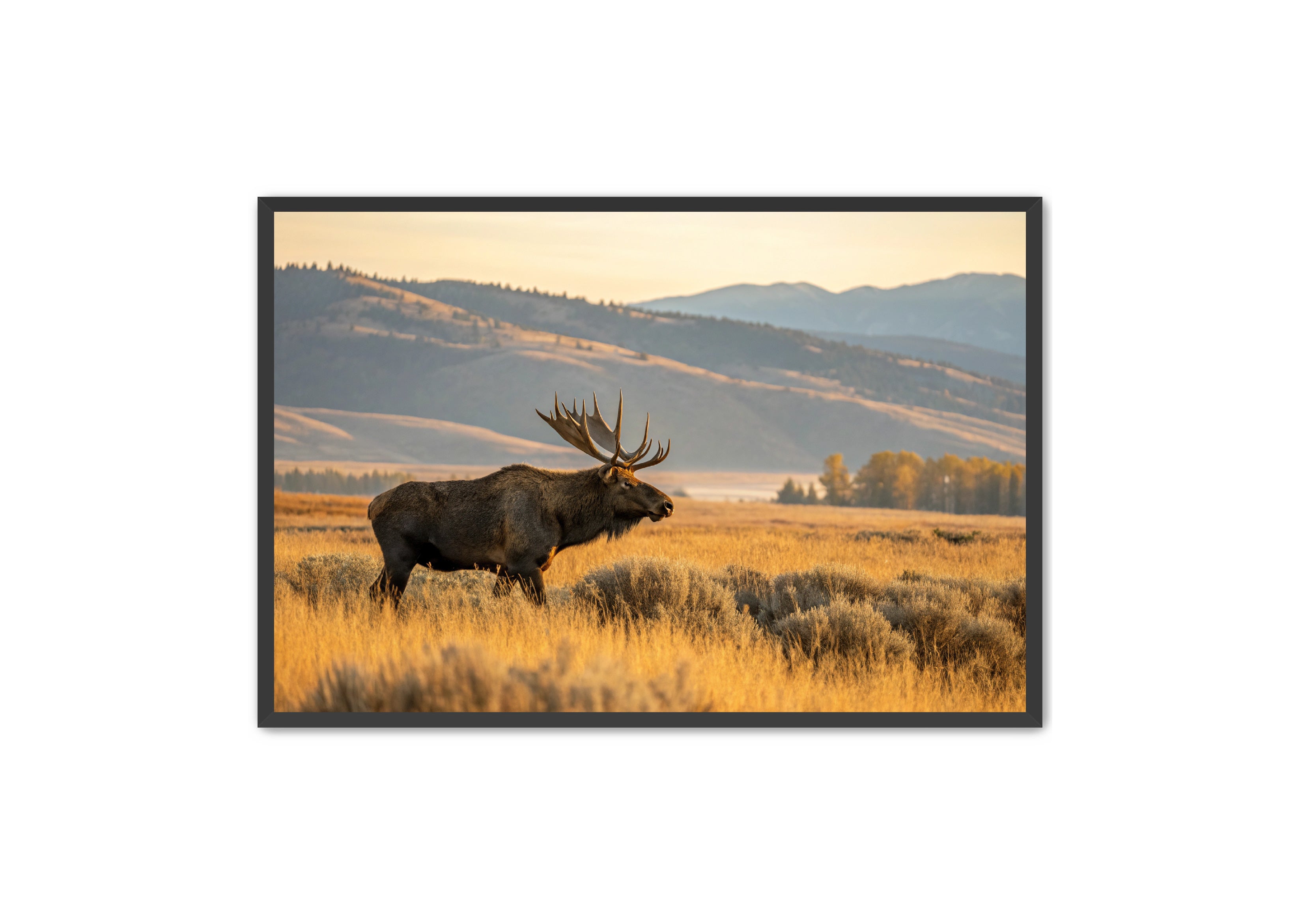 Apricus Prints 'Mountain King' Apricus Art Collection