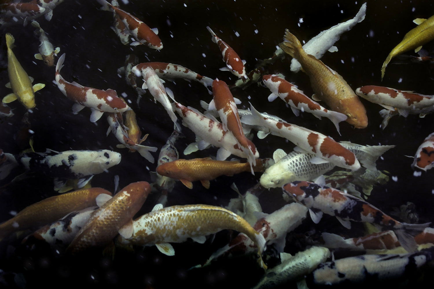 Photography Carp in pond garden at Adachi Museum of Art, Japan Peter Essick