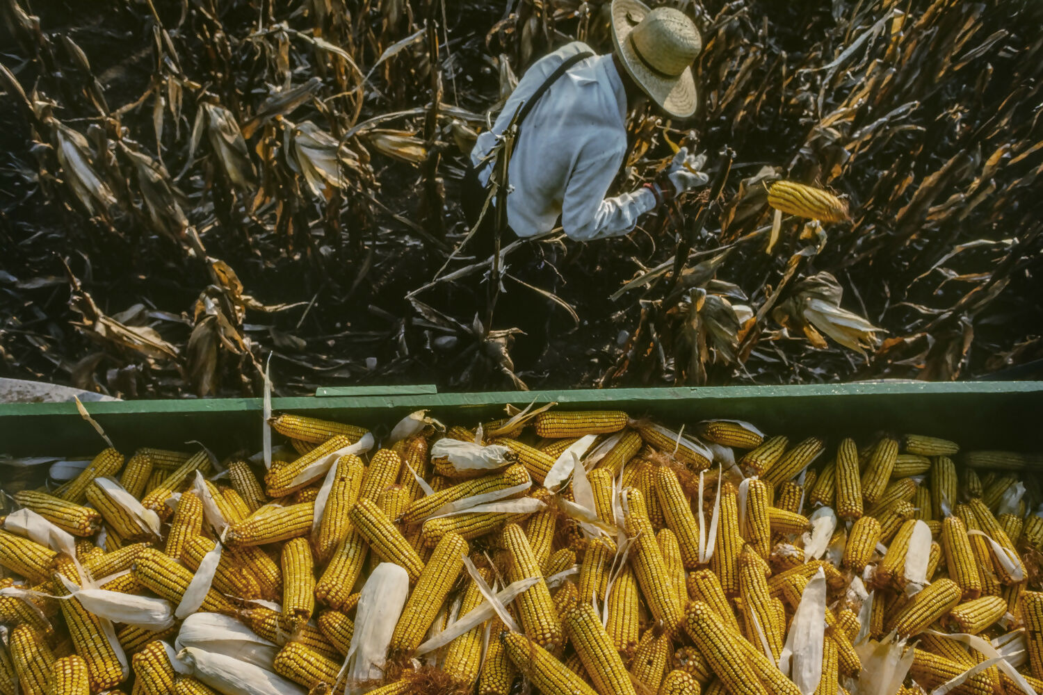 Figurative Photography Amish cornhusker on his farm near LaGrange, Indiana. Peter Essick