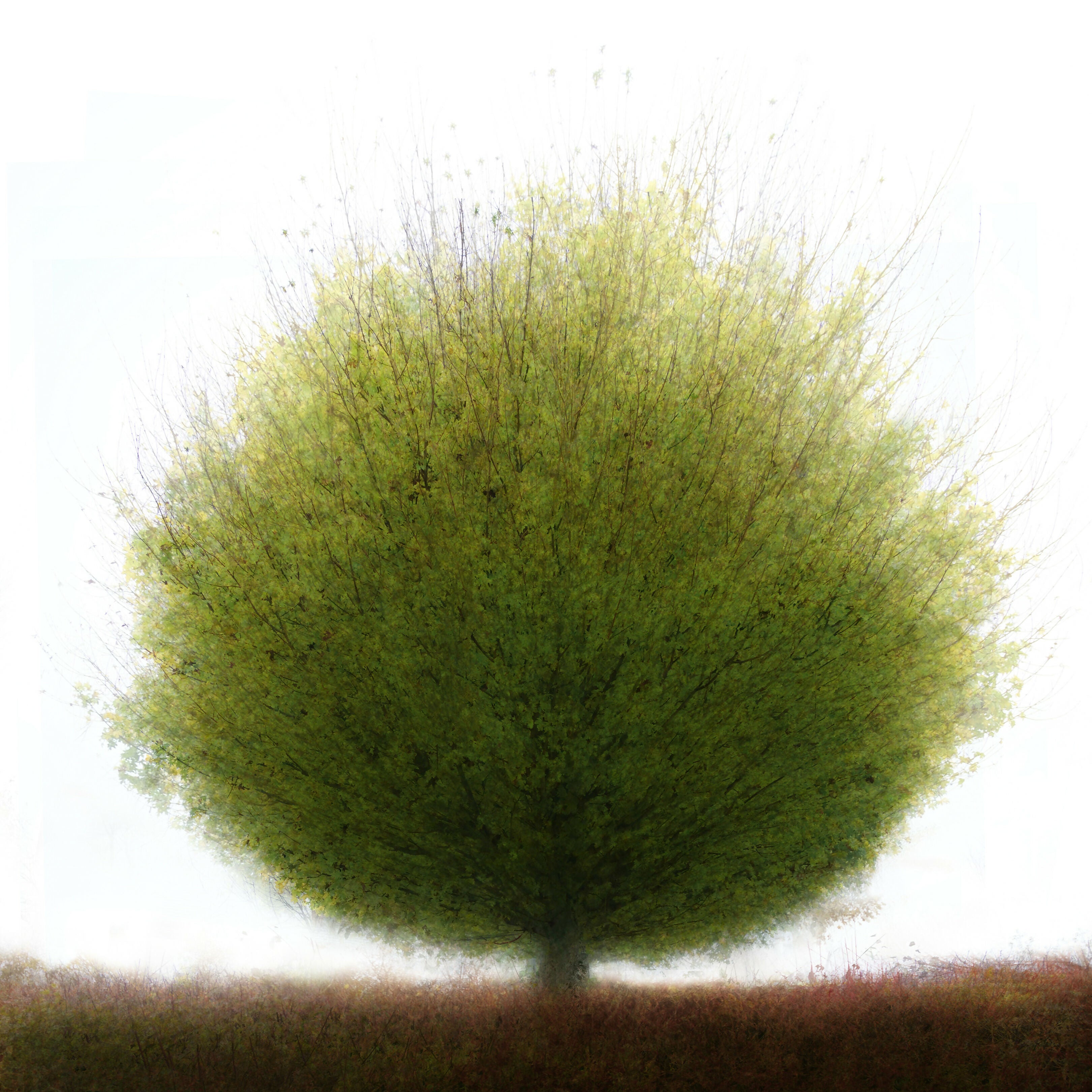 Contemporary Landscape Photography Green Tree In Hedge Andrew Harrison